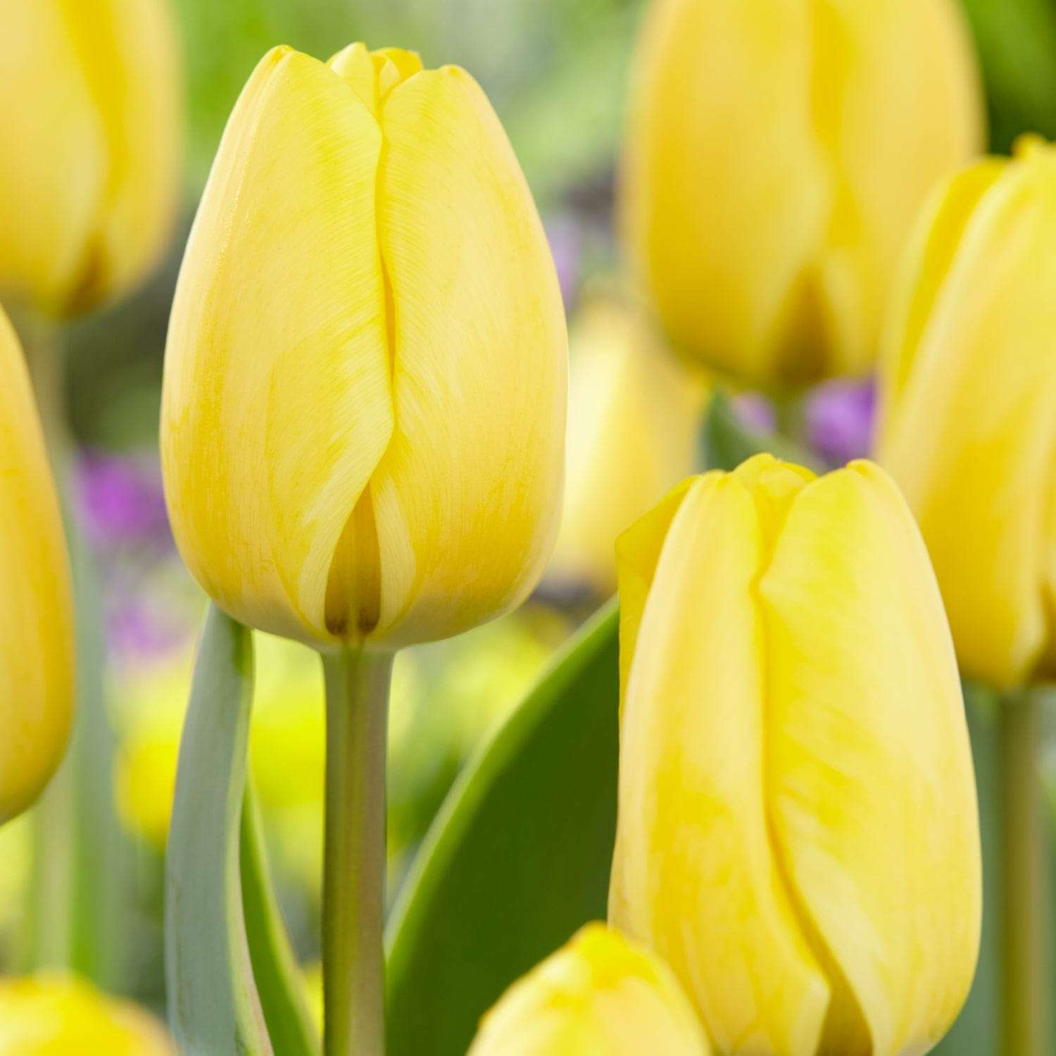 Tulp 'Jaap Groot'