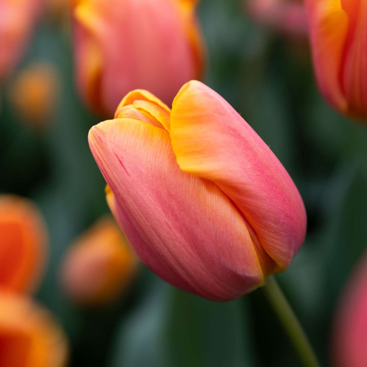 Tulp 'Jimmy'