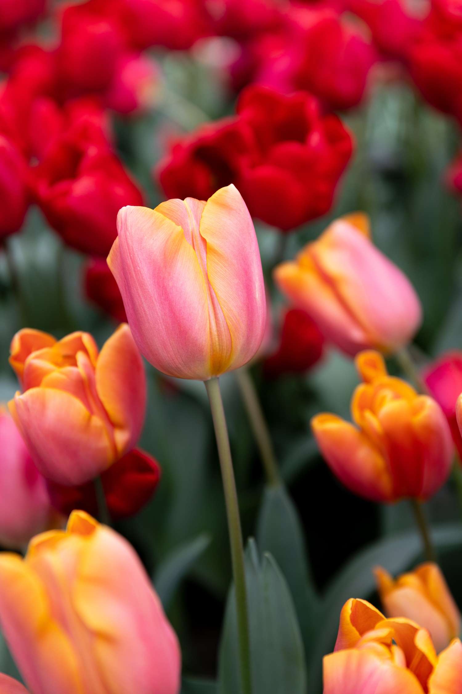 Tulp 'Jimmy'