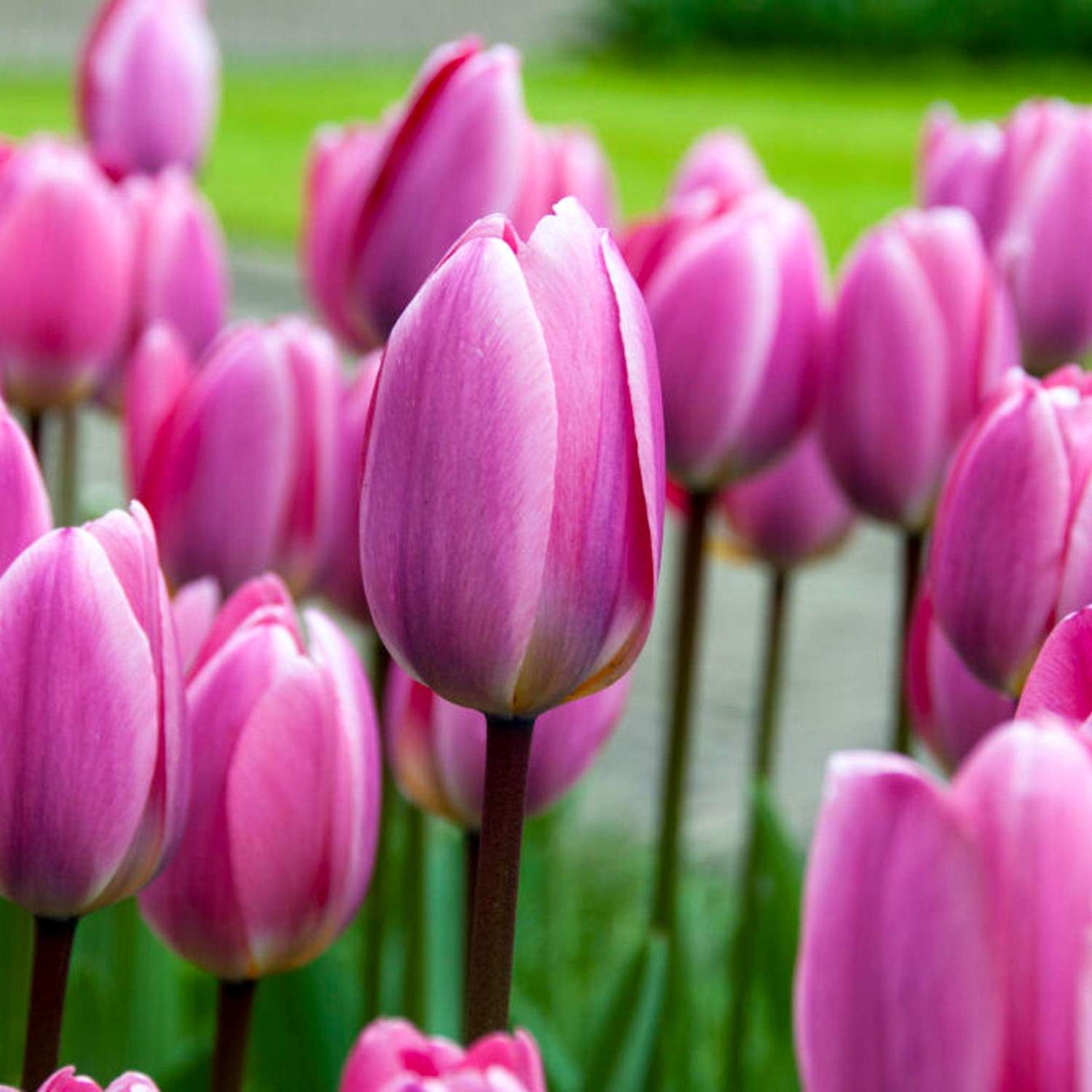 Tulp 'Light & Dreamy'