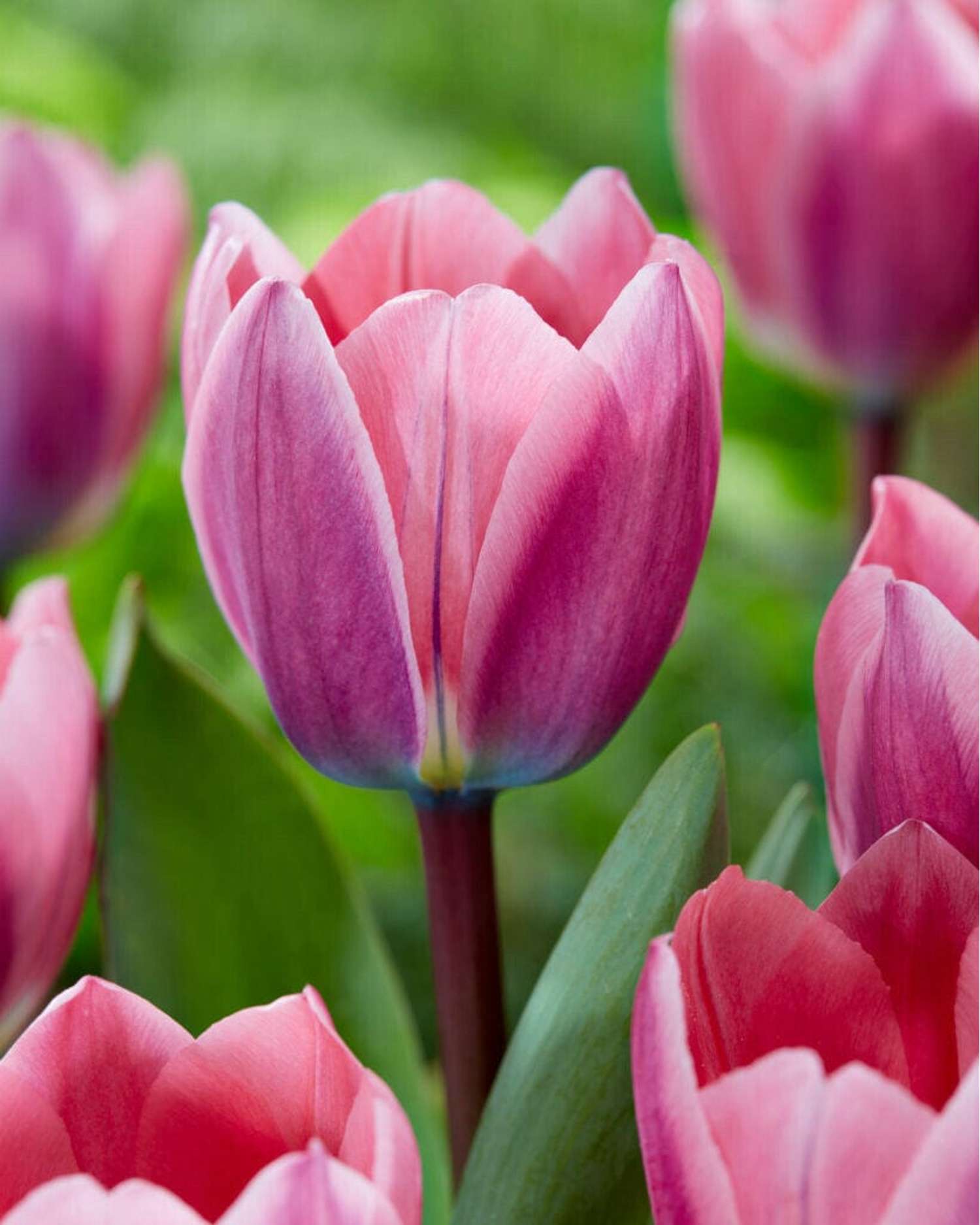Tulp 'Light & Dreamy'
