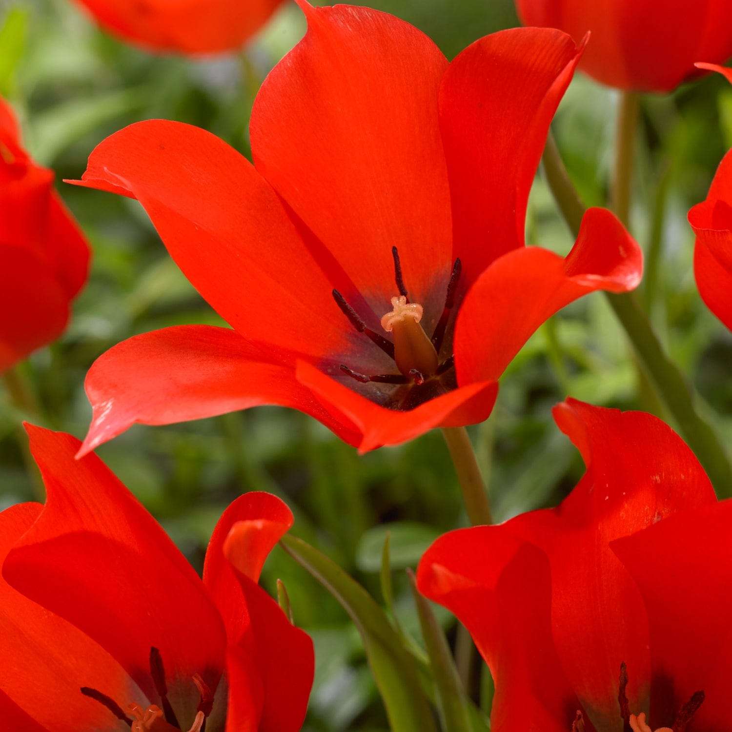 Botanische Tulp 'Linifolia'