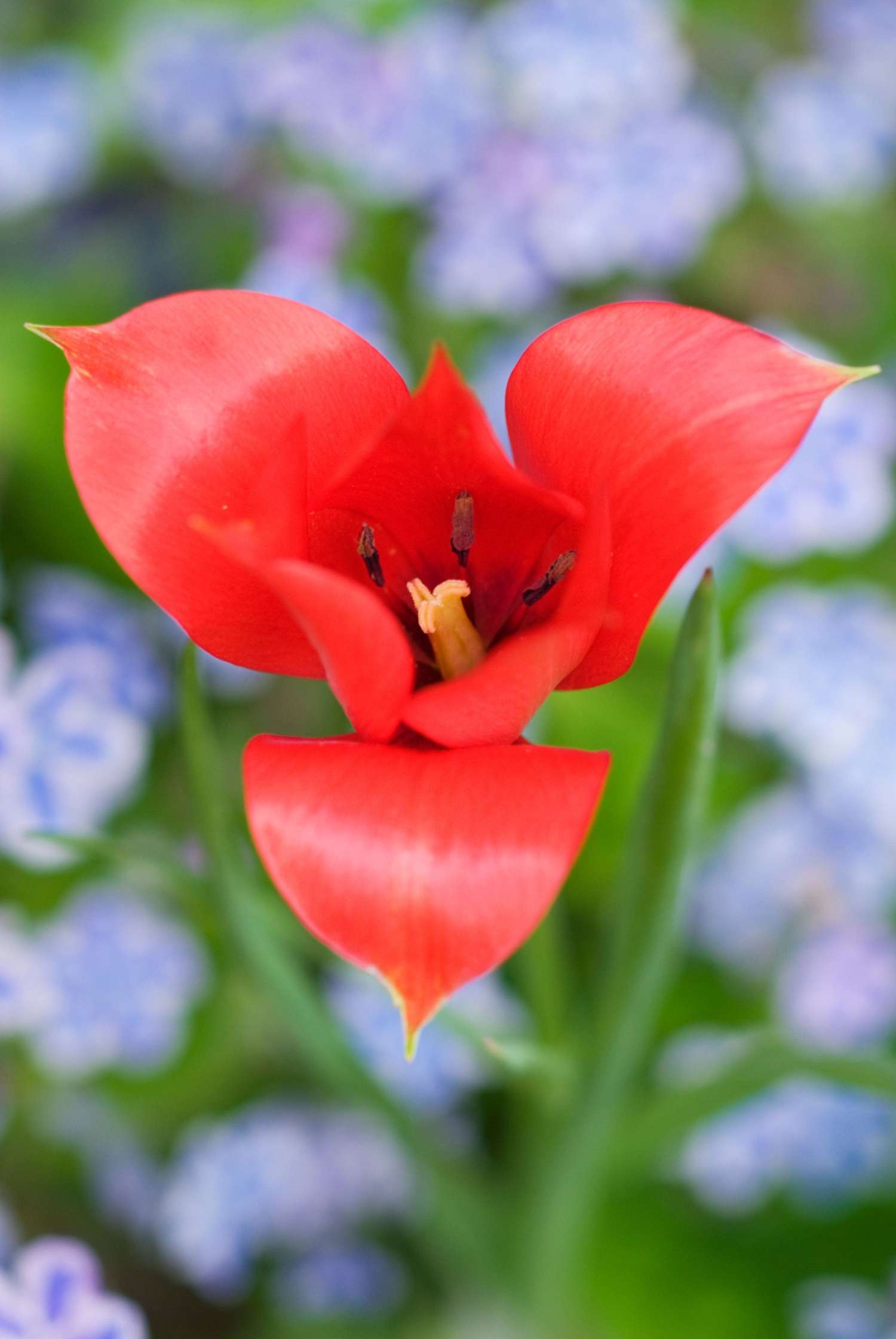 Botanische Tulp 'Linifolia'