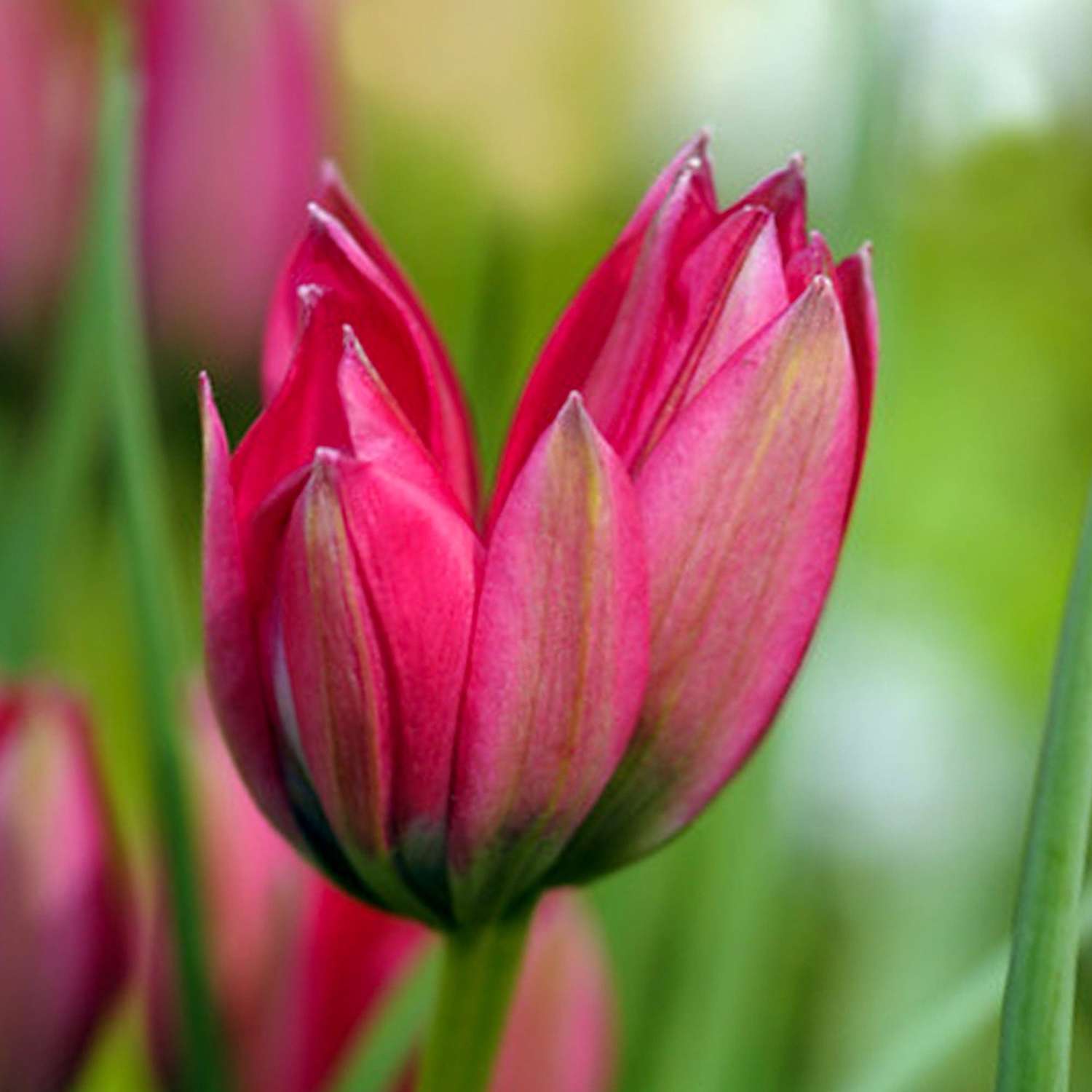 Botanische tulp 'Little Beauty'