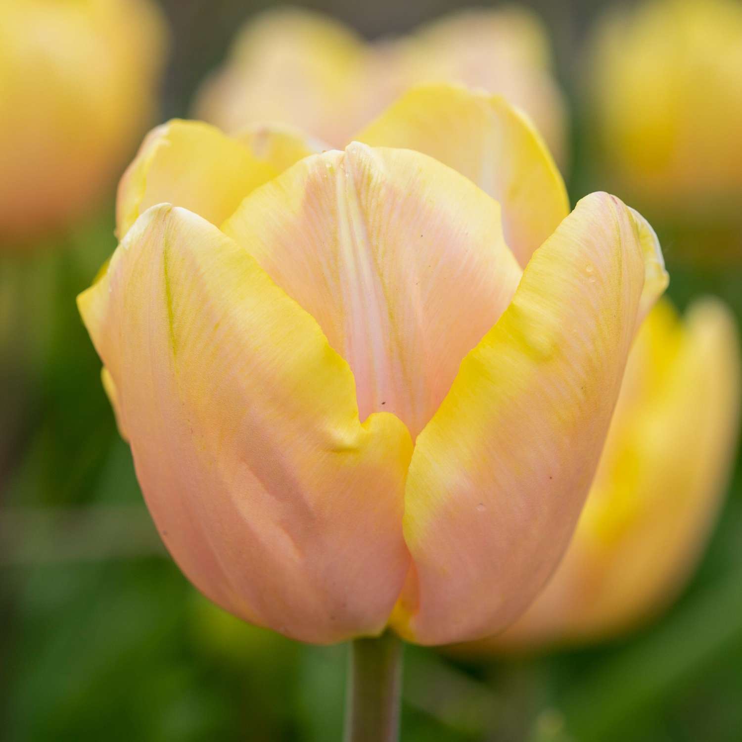 Tulp 'Mango Charm'