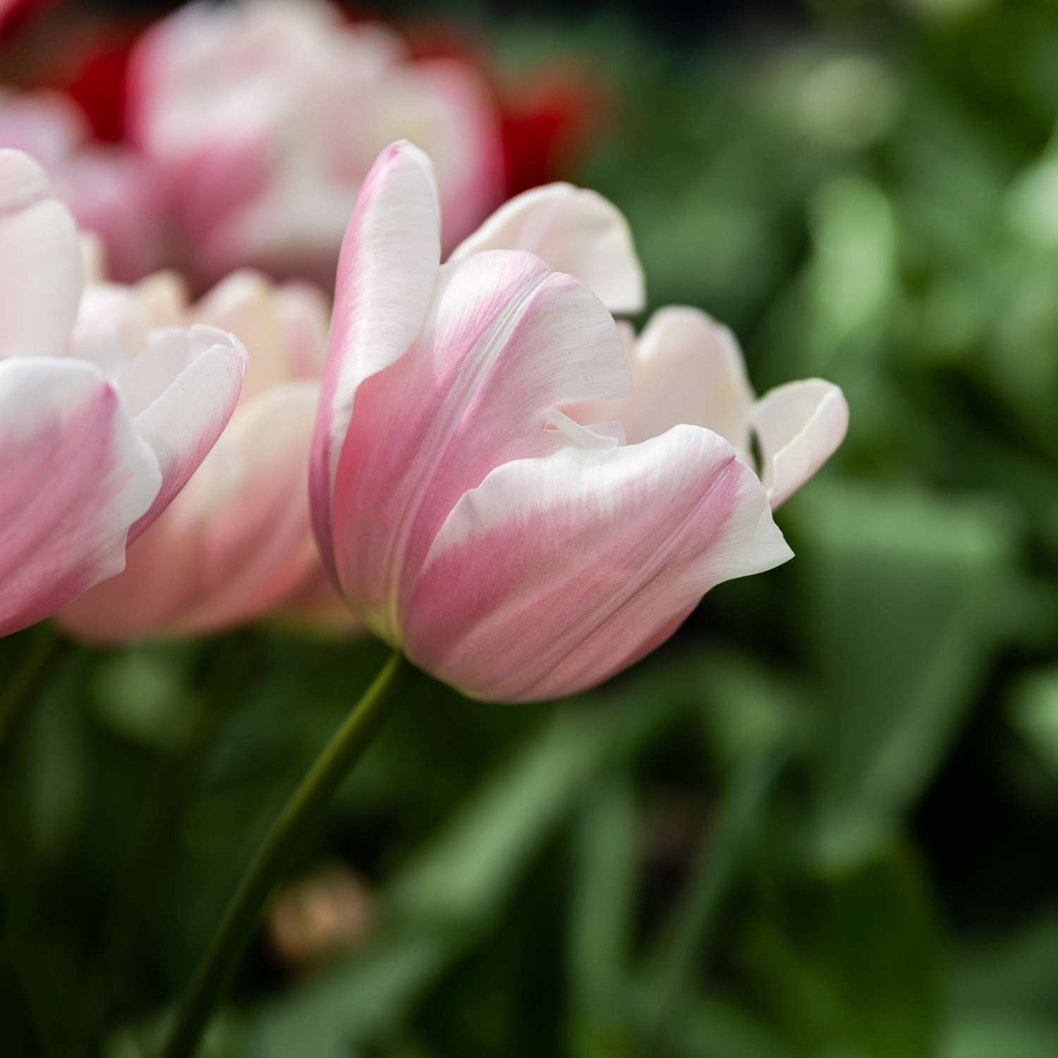Tulp 'Mango Charm'
