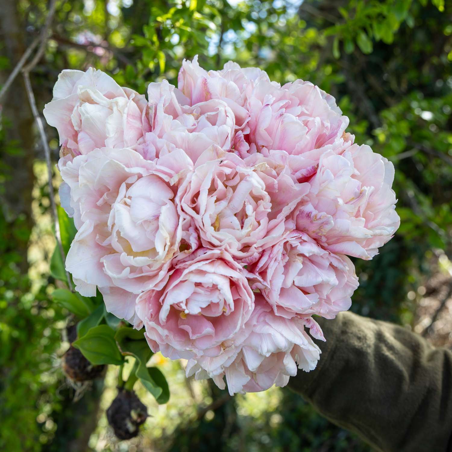 Tulp 'Mariage'
