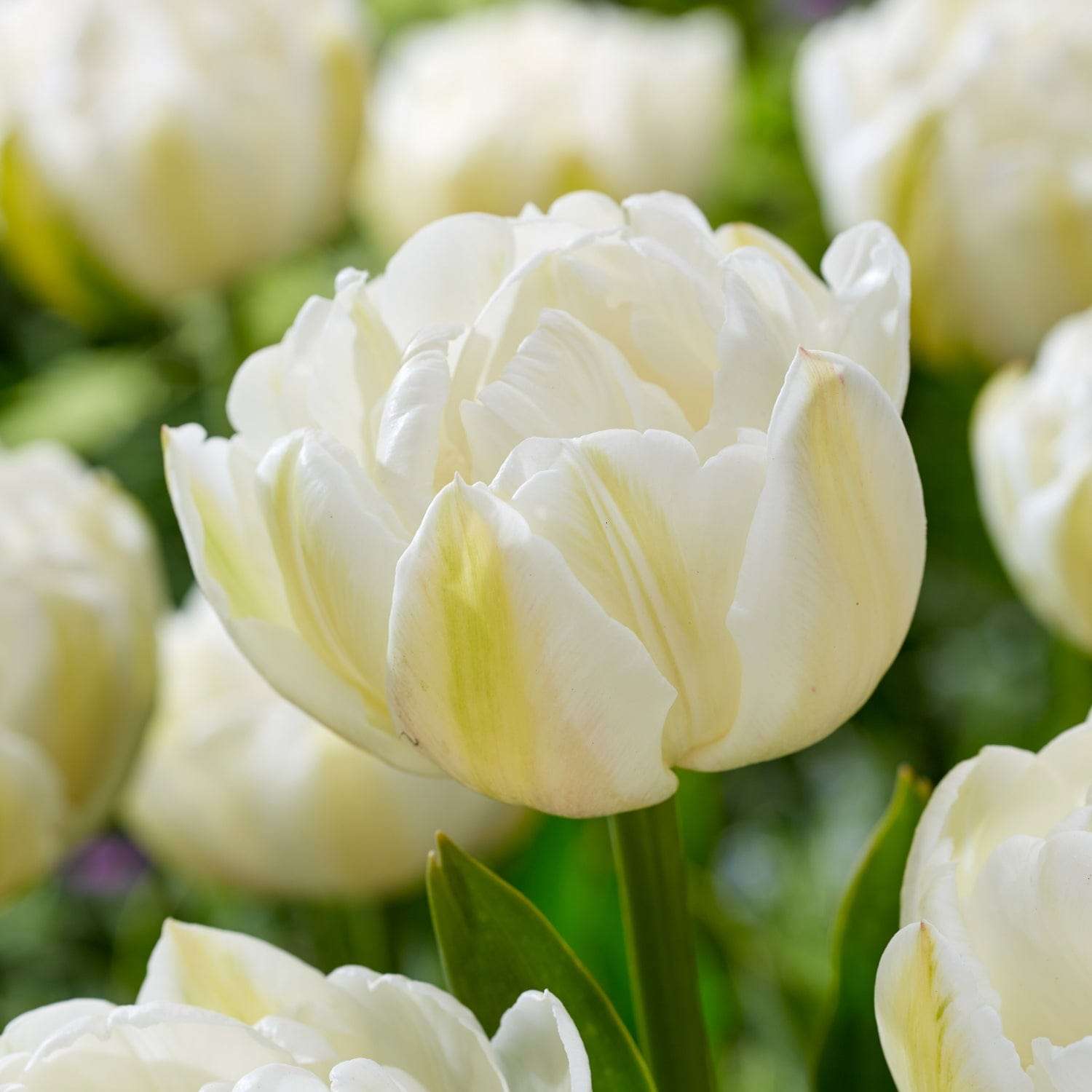 Tulp 'Mount Tacoma'