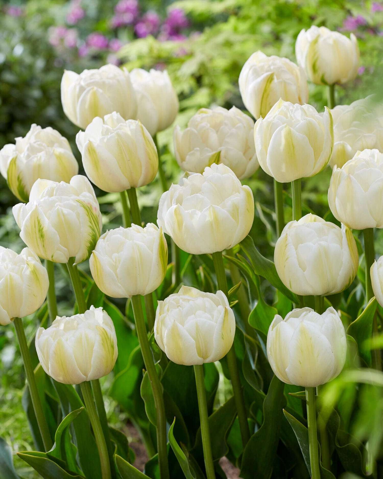 Tulp 'Mount Tacoma'