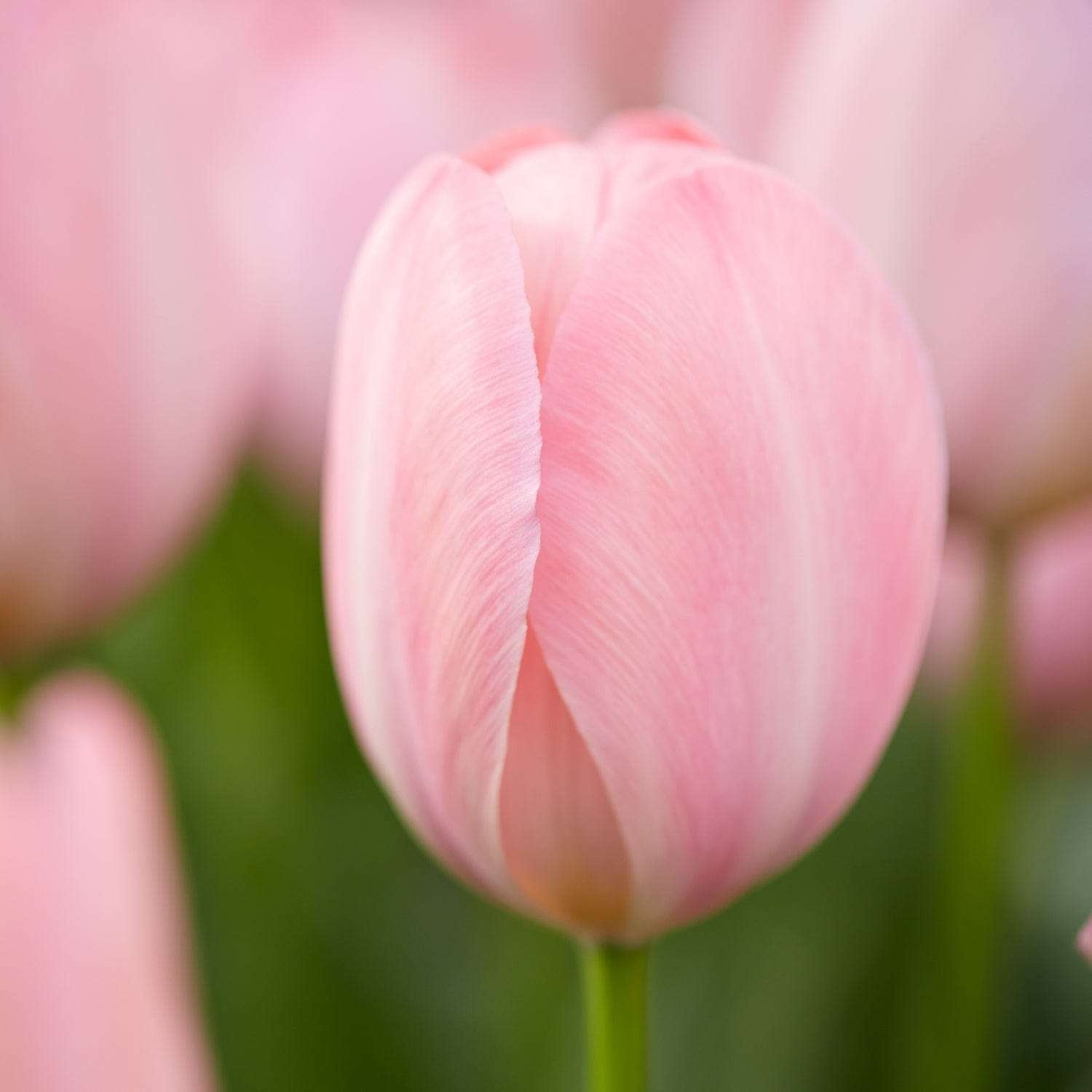 Tulp 'Mystic van Eijk'