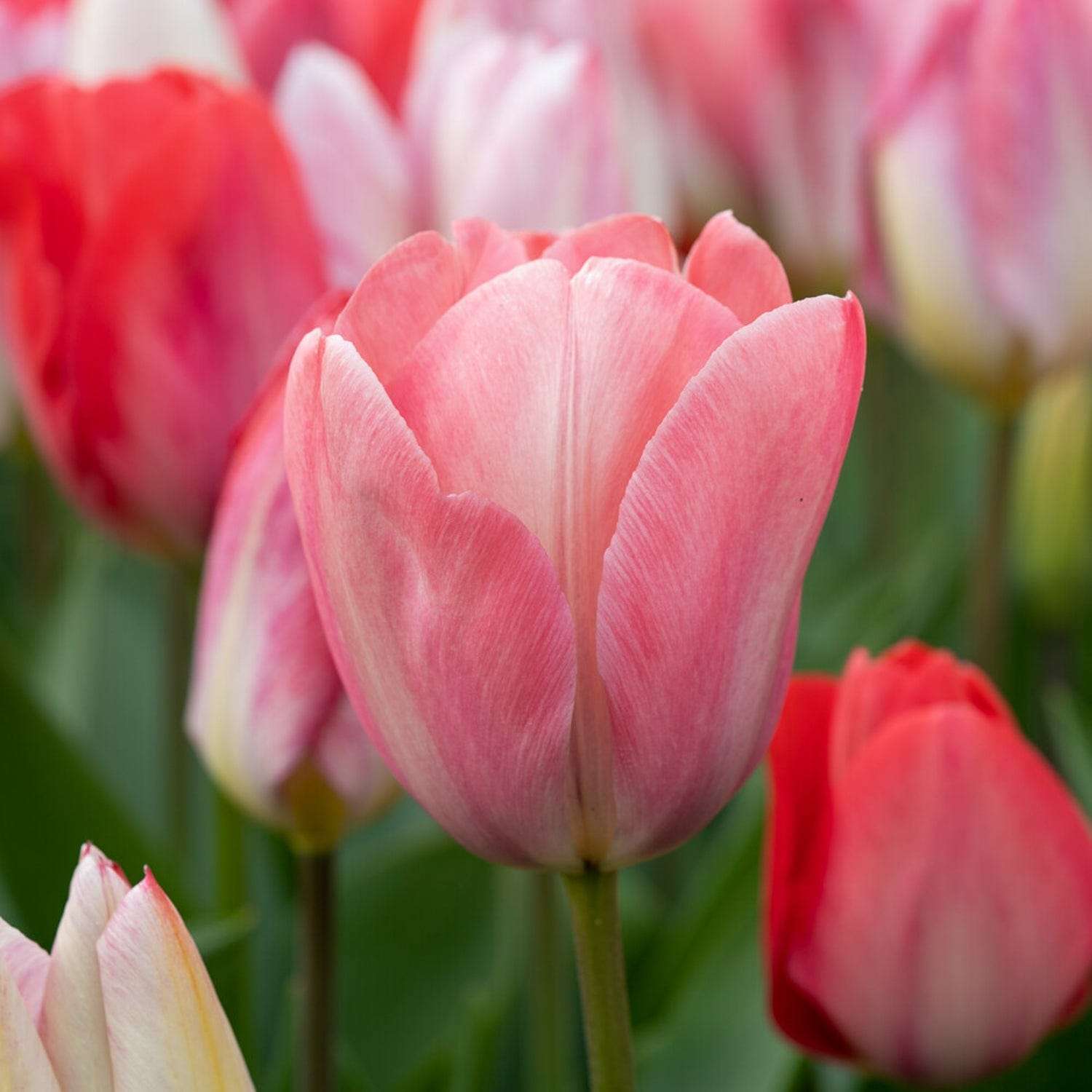 Tulp 'Mystic van Eijk'