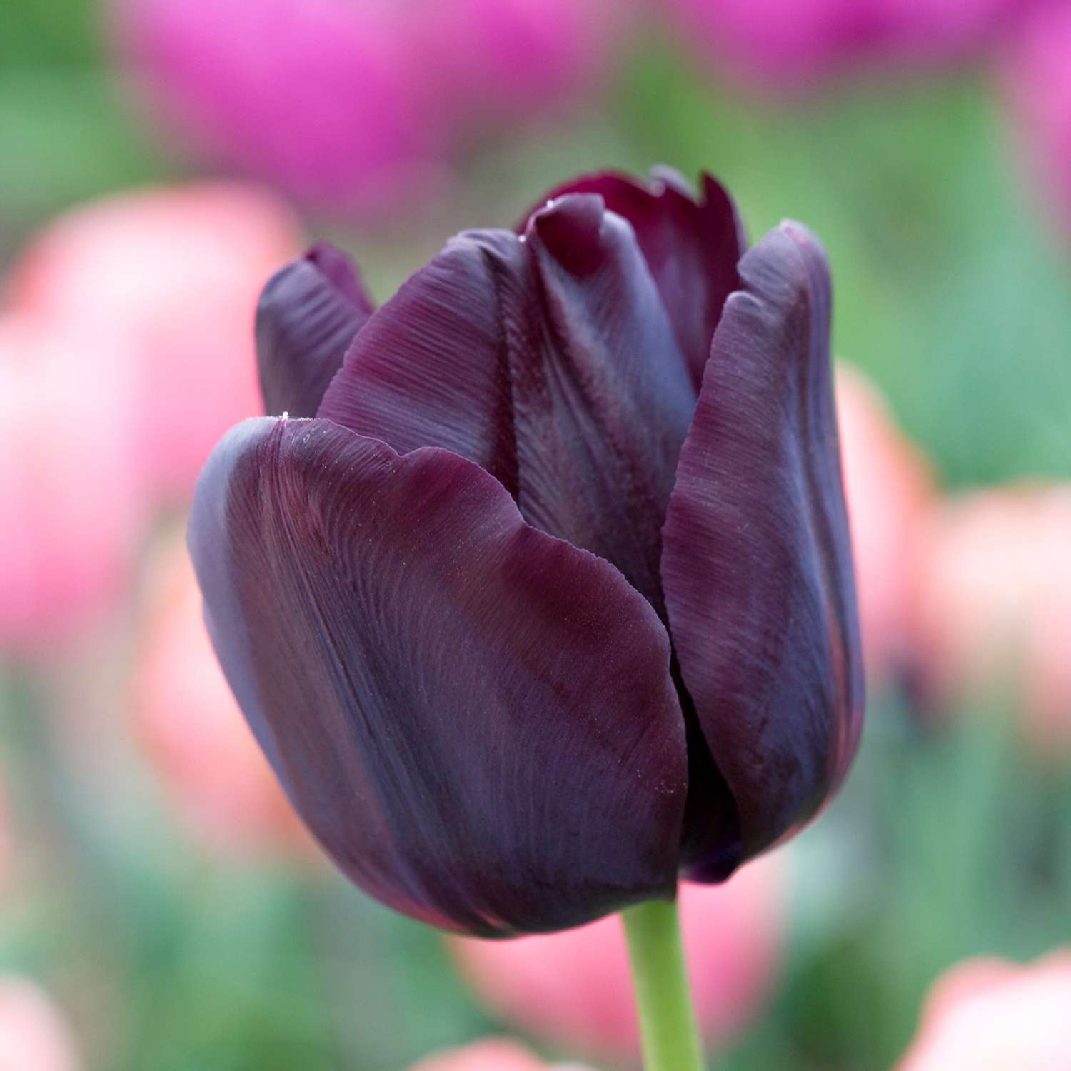 Tulp 'Paul Scherer'
