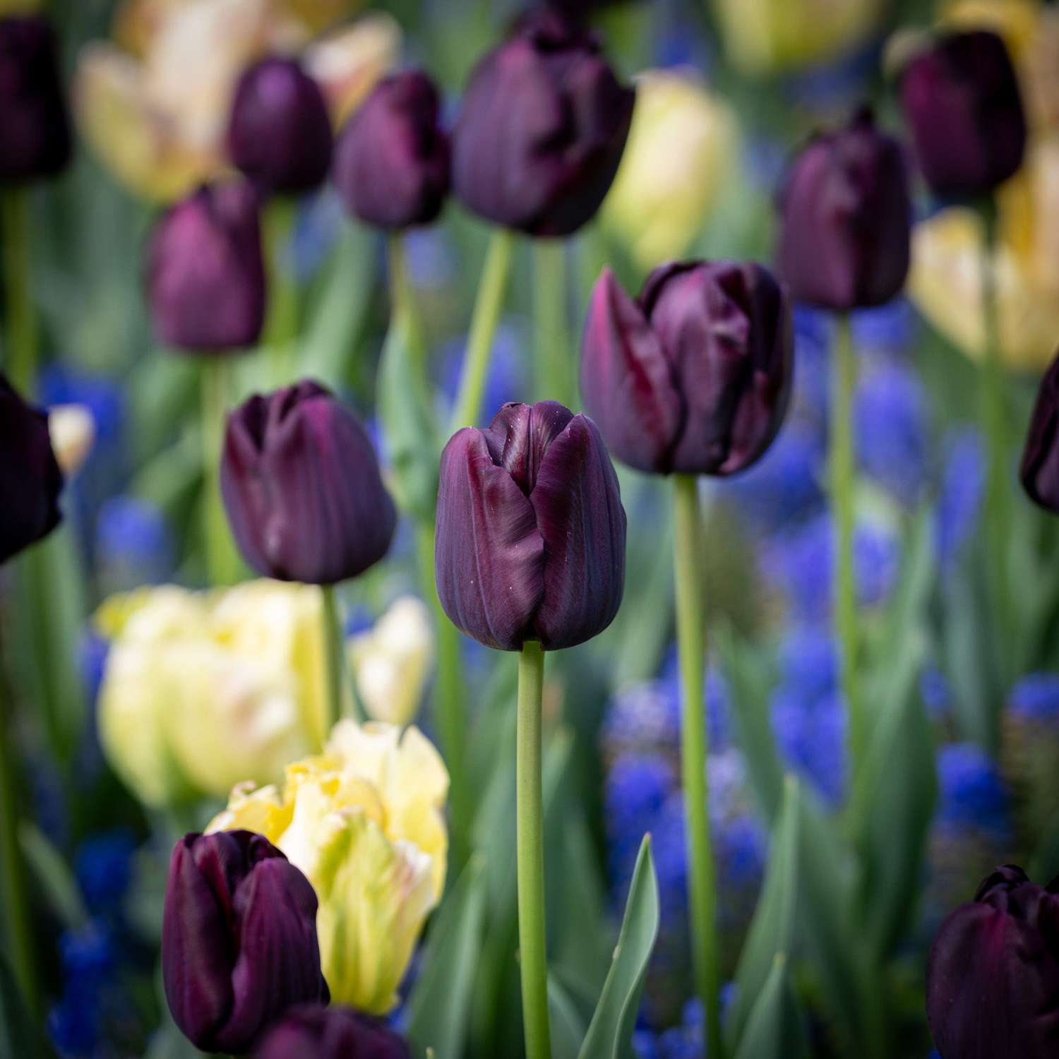 Tulp 'Paul Scherer'
