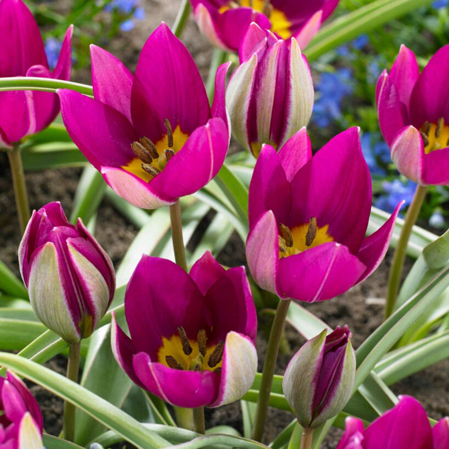 Botanische tulp 'Persian Pearl'