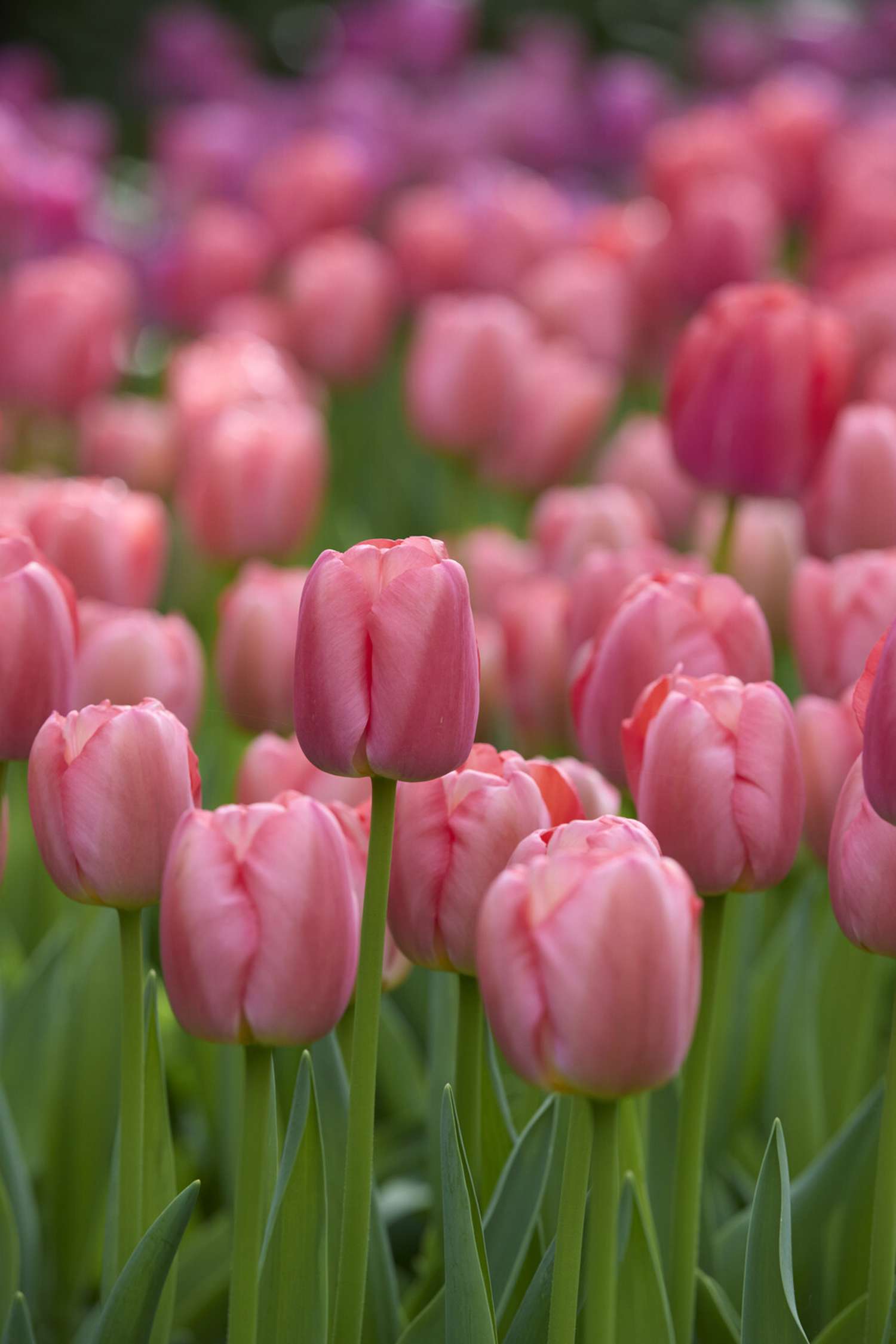 Tulp 'Pink Pride'