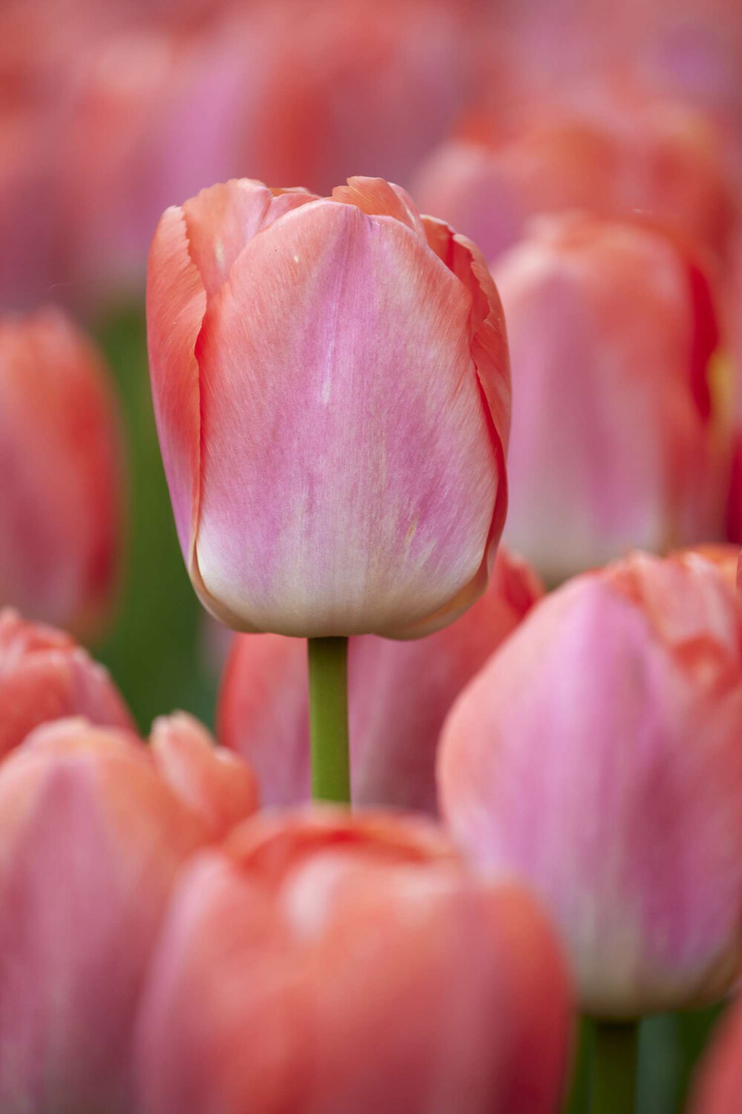 Tulp 'Pink Pride'