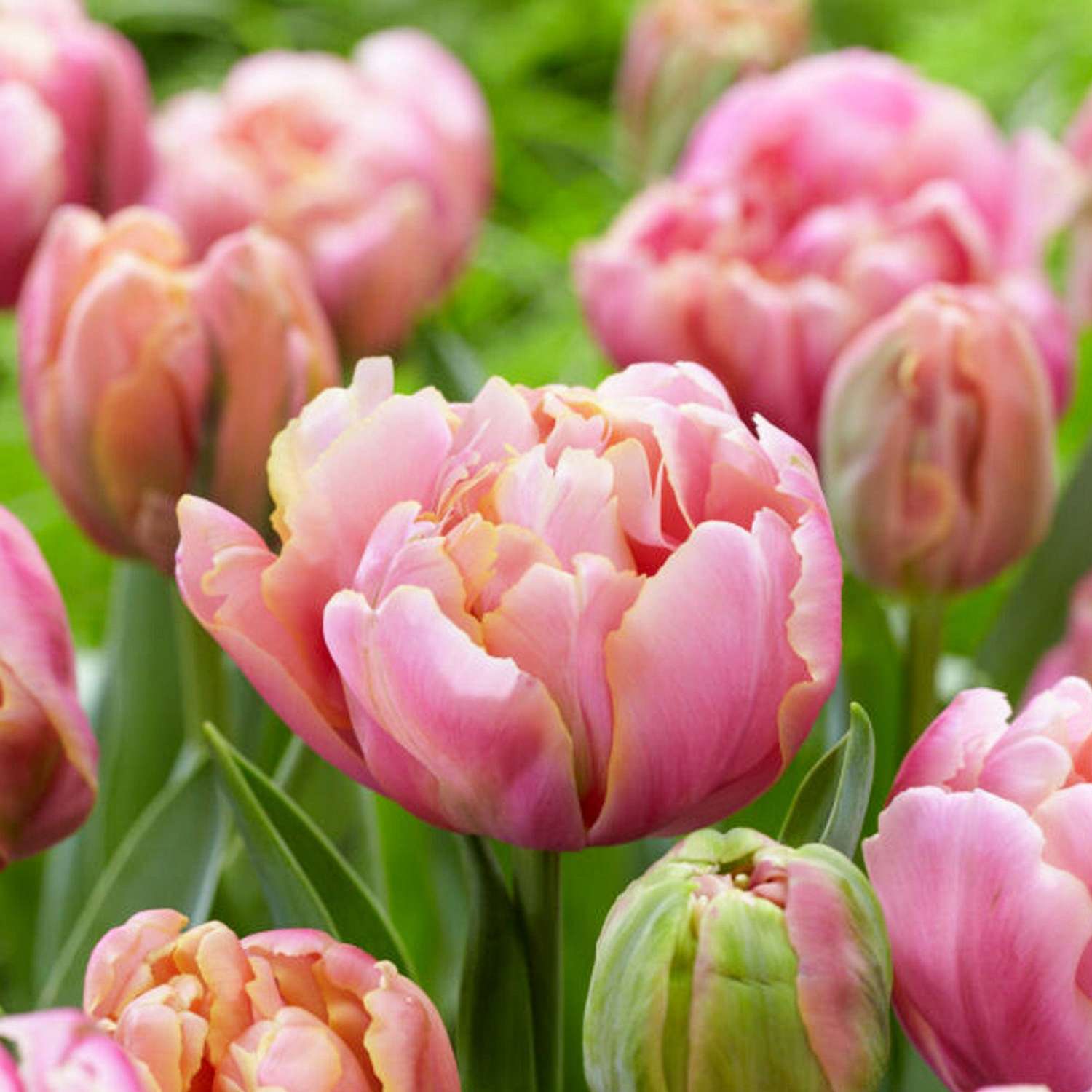 Tulp 'Pink Star'