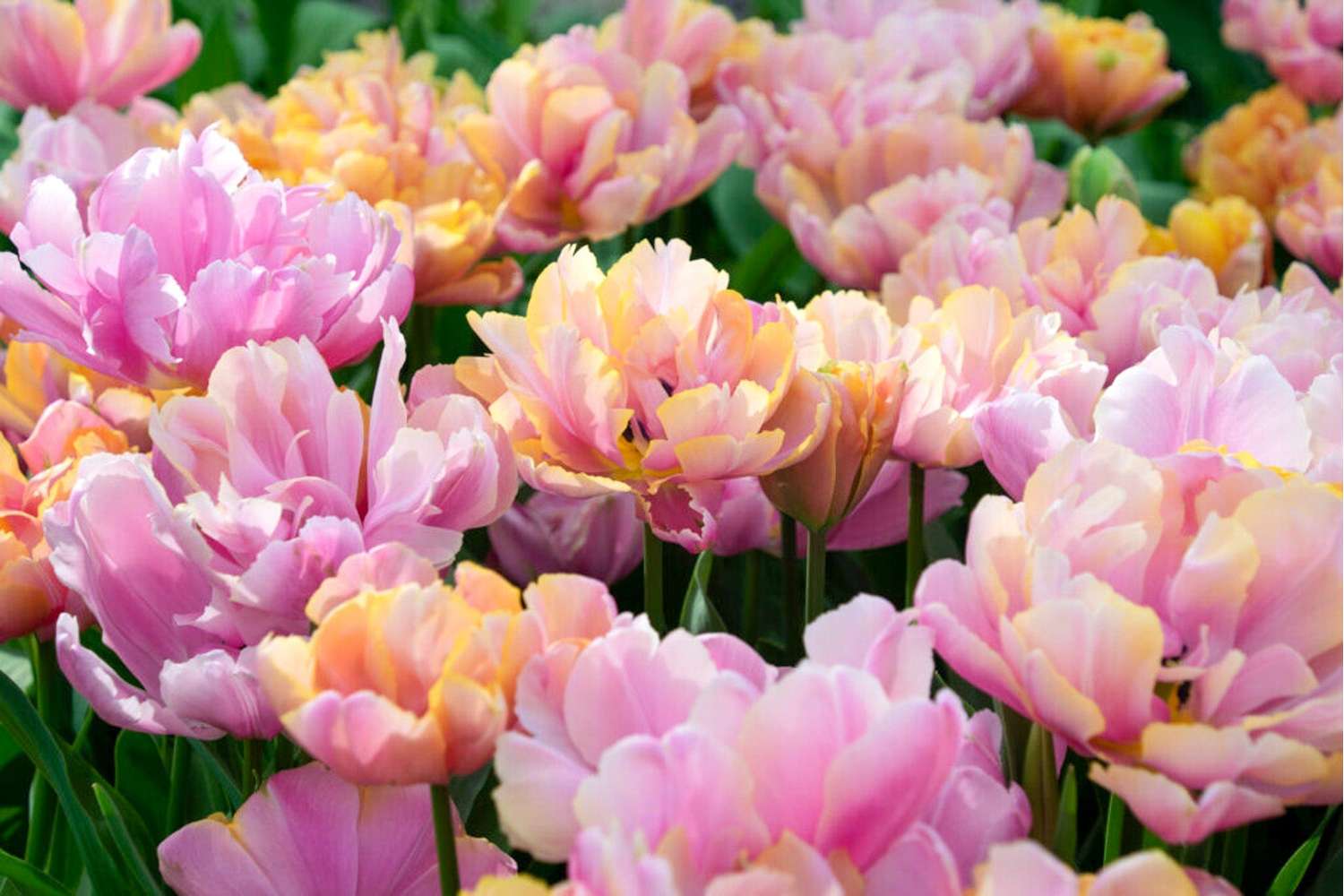 Tulp 'Pink Star'