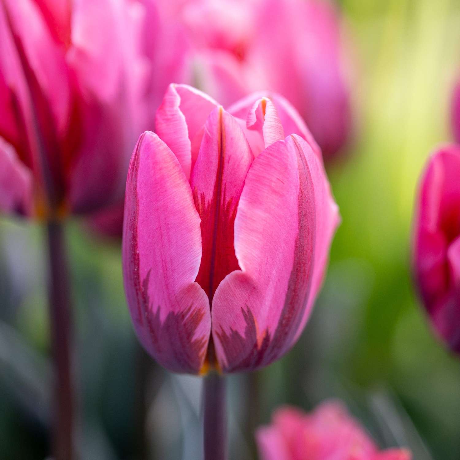 Tulp 'Pretty Princess'
