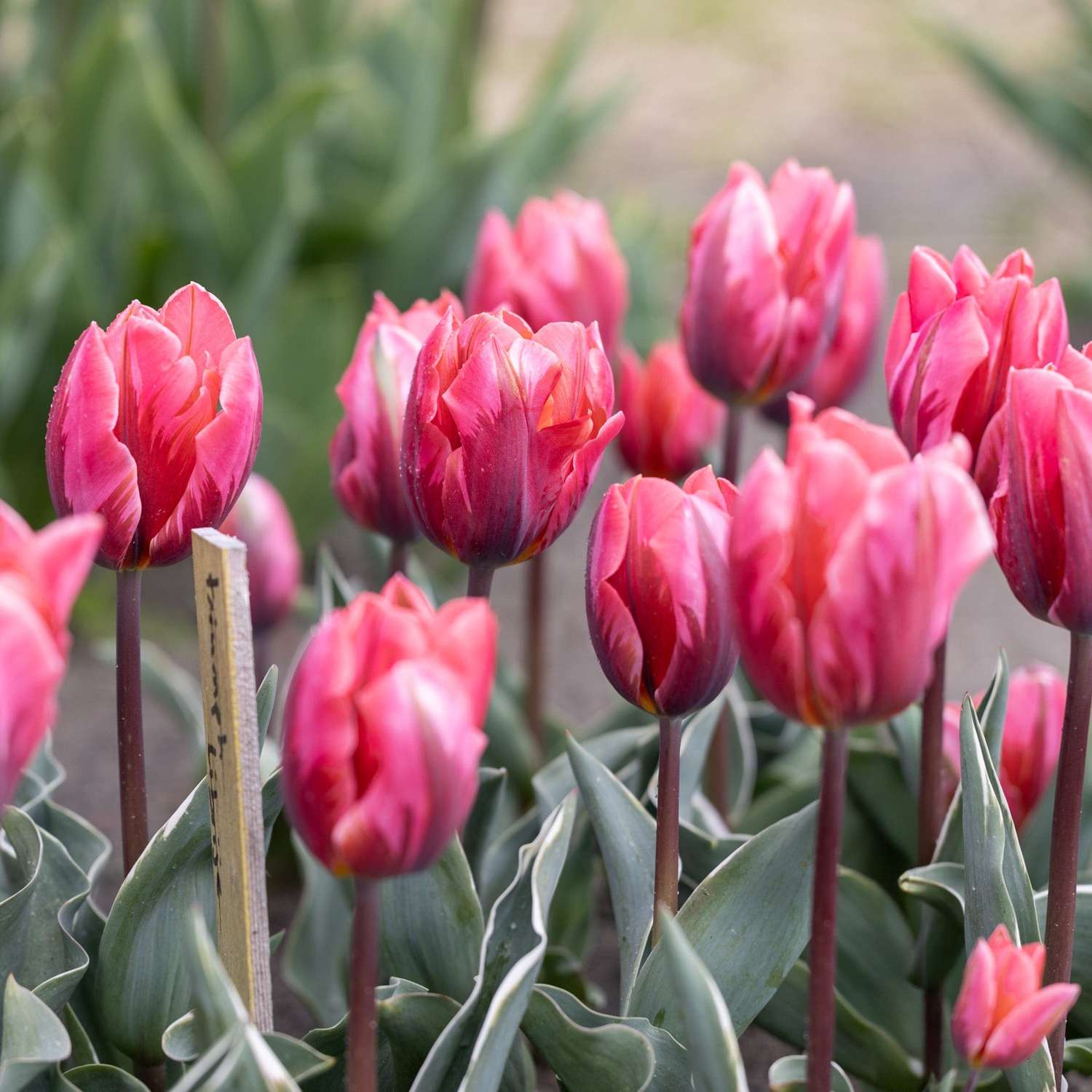 Tulp 'Pretty Princess'