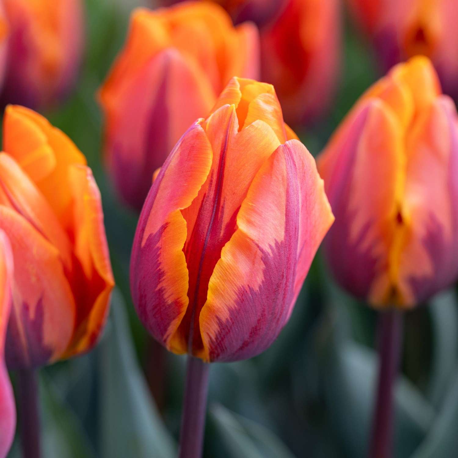 Tulp 'Princess Irene'