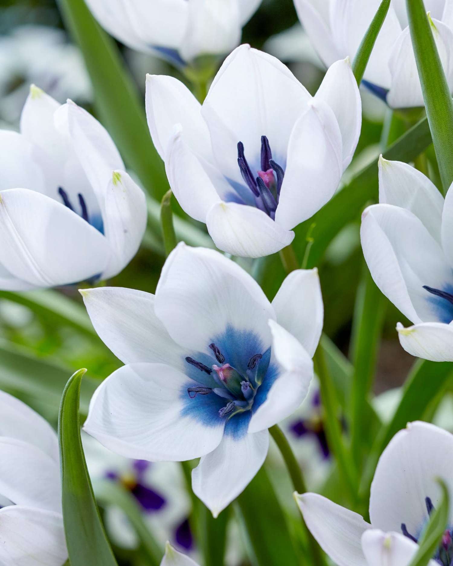 Botanische Tulp 'Pulchella Alba maculata Courulea'