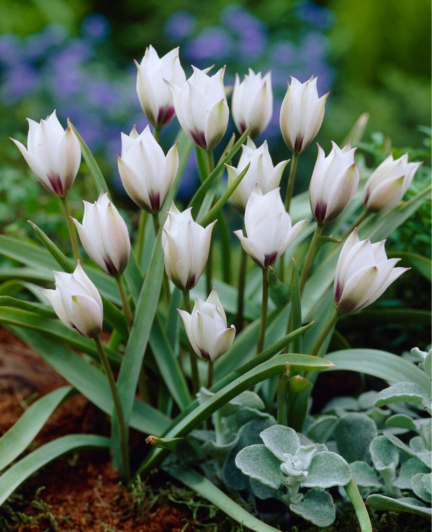 Botanische Tulp 'Pulchella Alba maculata Courulea'