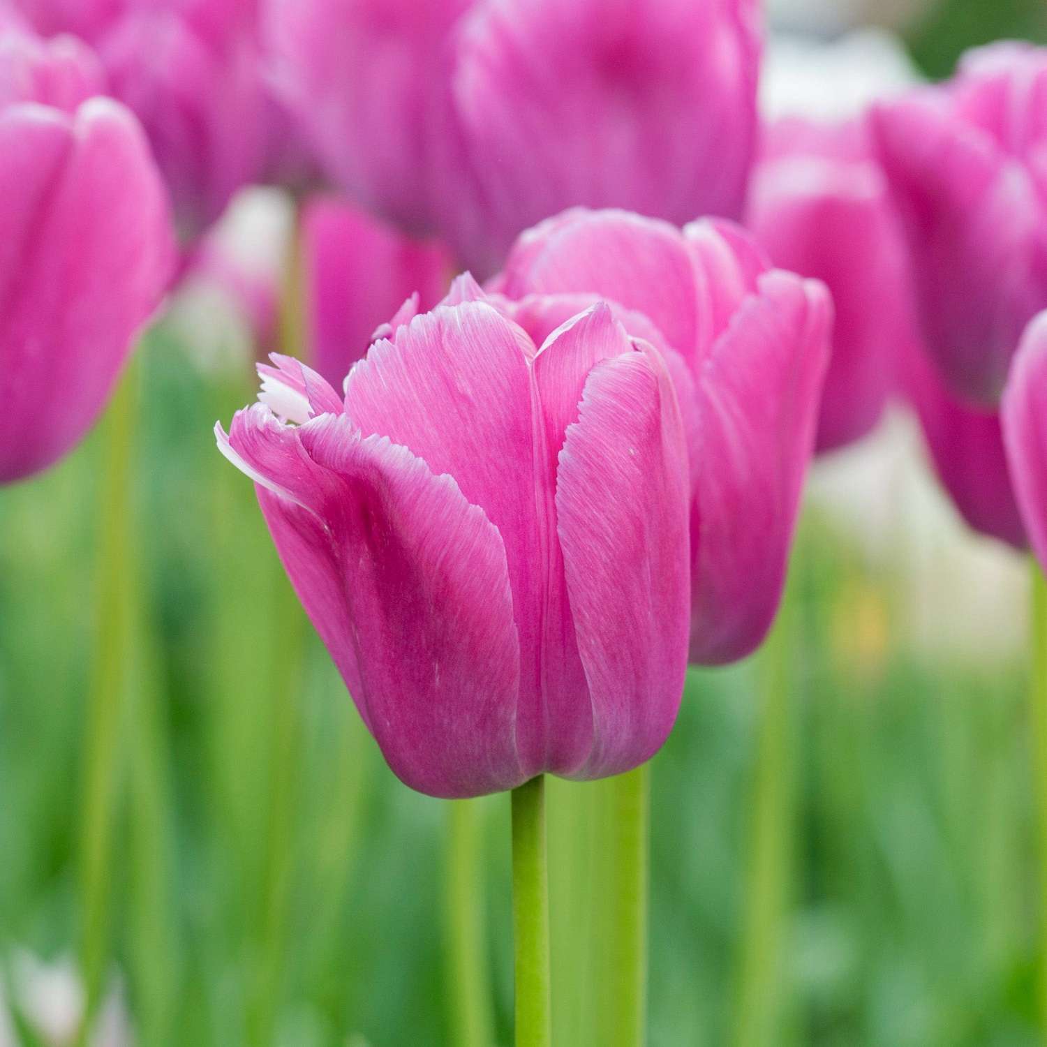 Tulp 'Purple Pride'