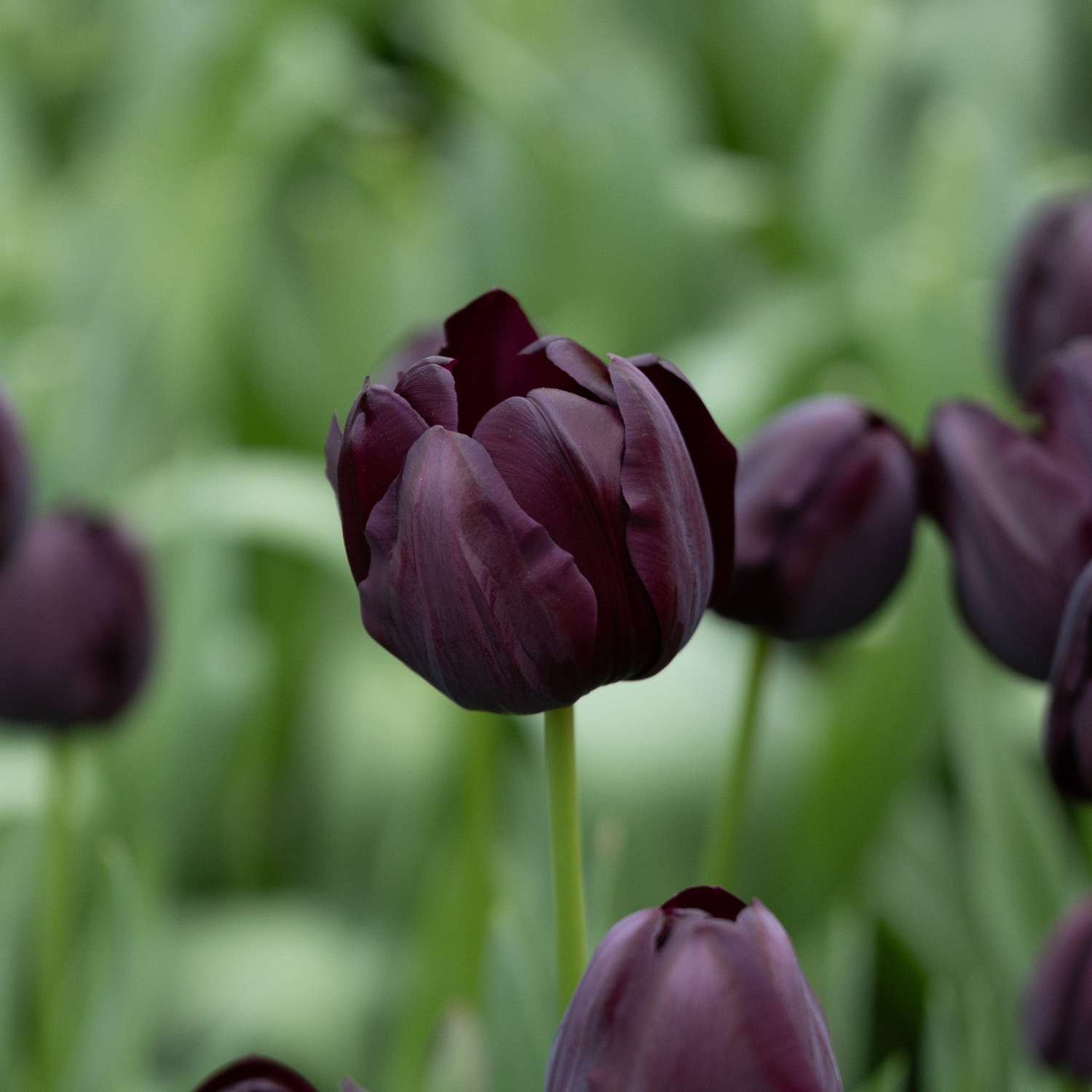Tulp 'Queen of Night'