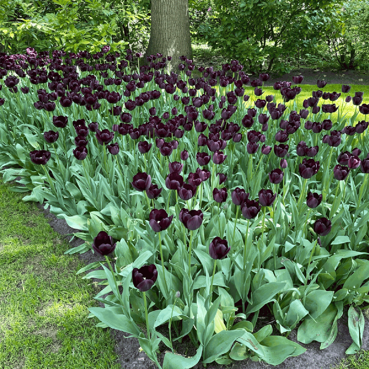 Tulp 'Queen of Night'