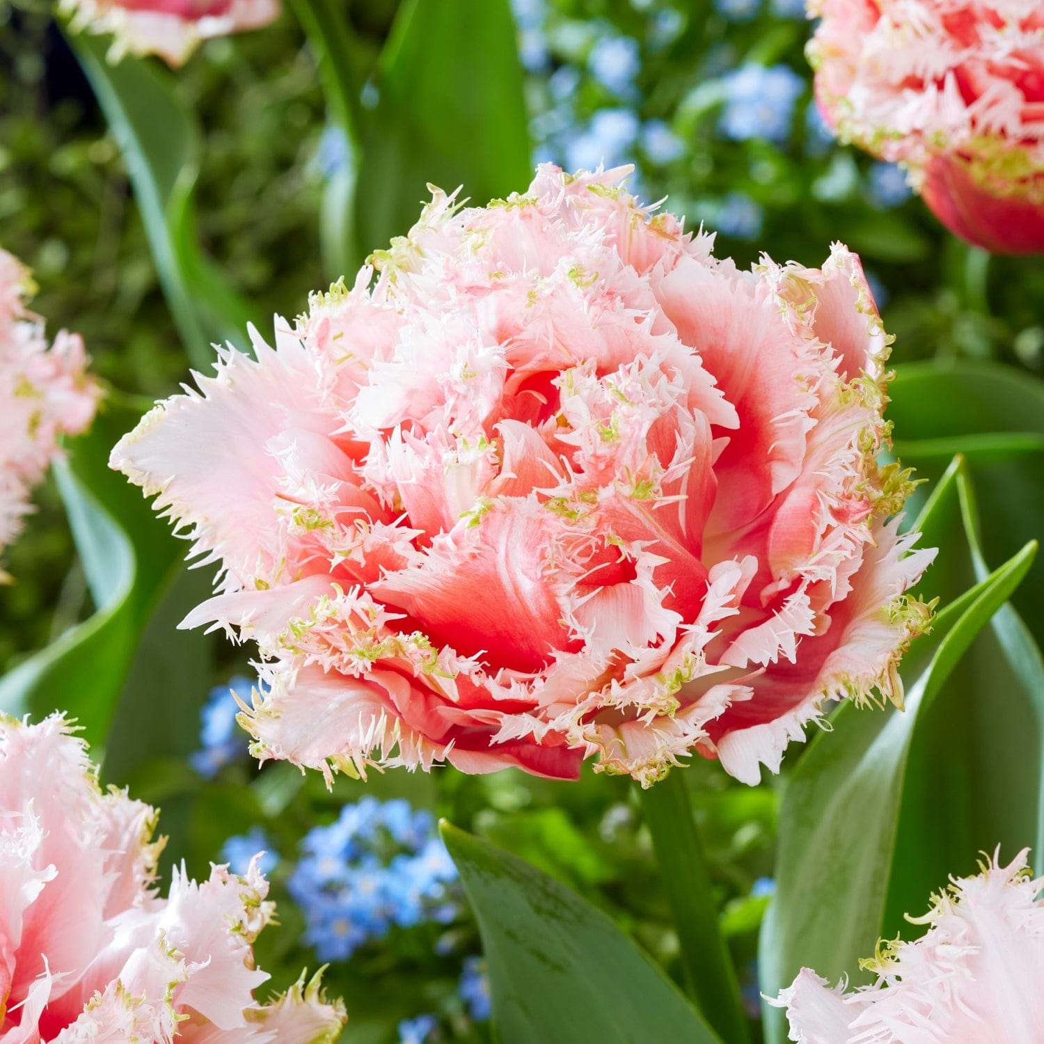 Tulp 'Queensland'