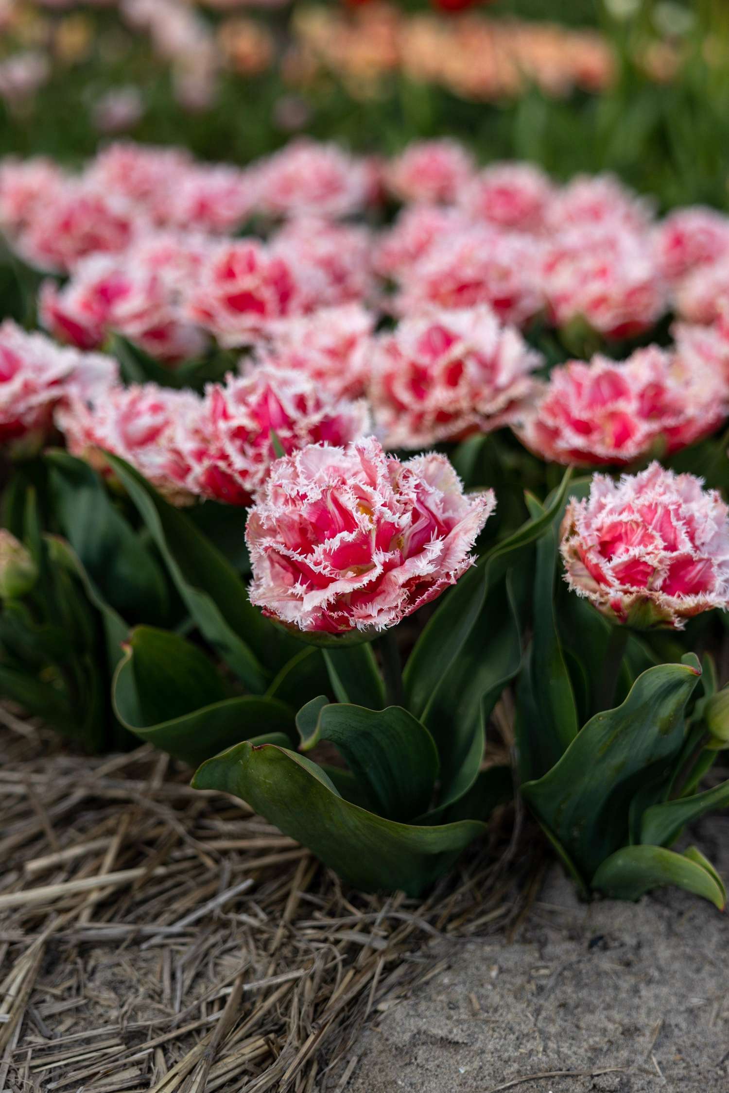 Tulp 'Queensland'