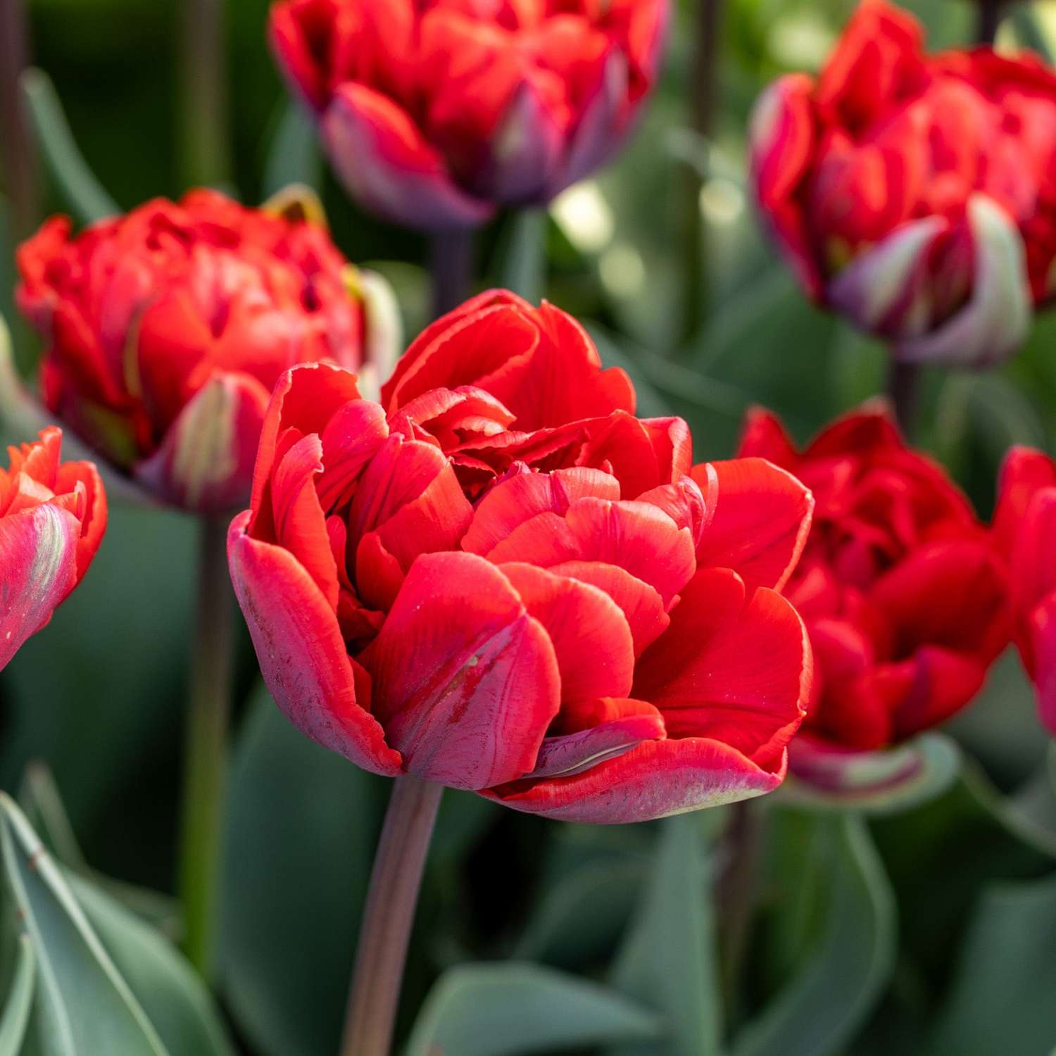 Tulp 'Red Princess'