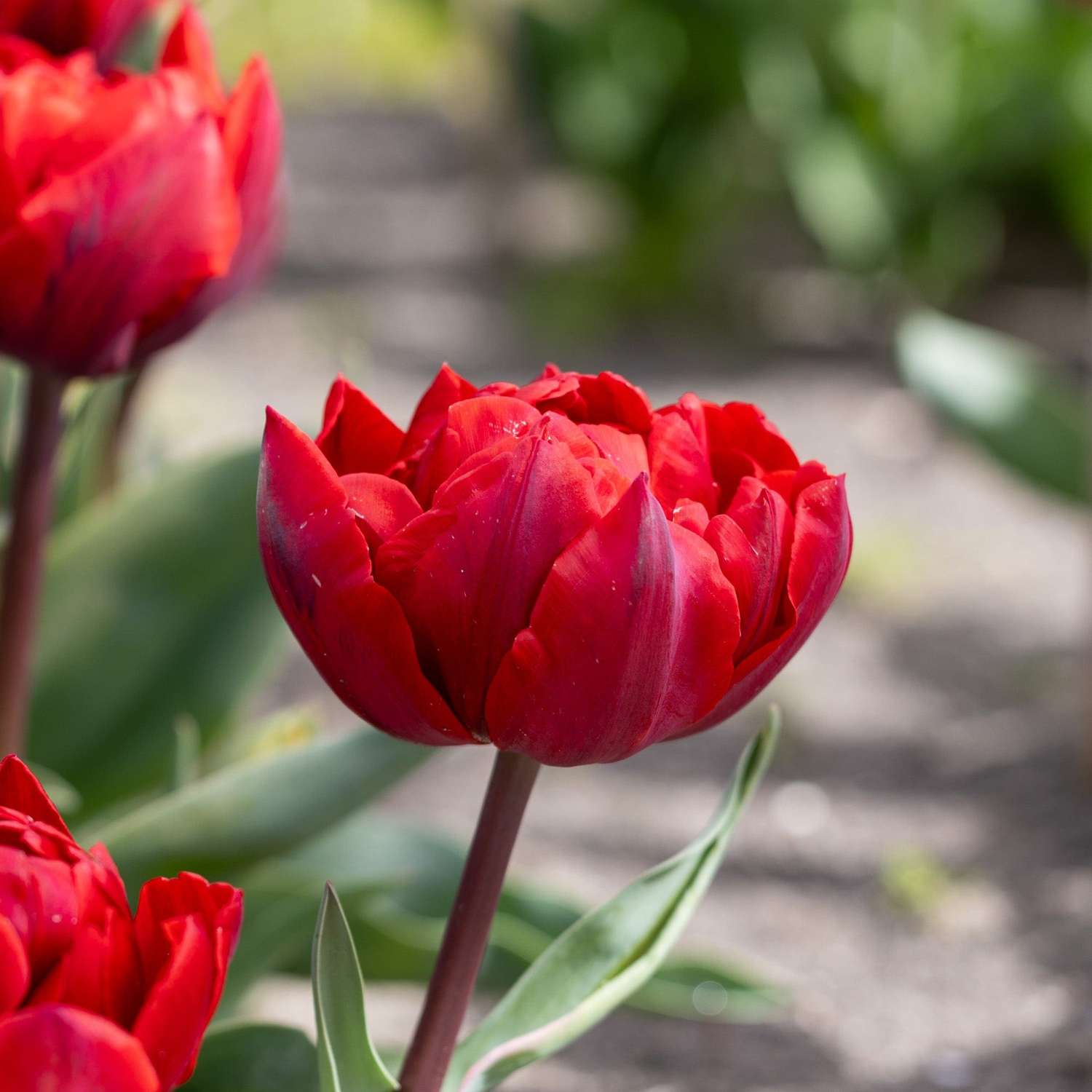 Tulp 'Red Princess'