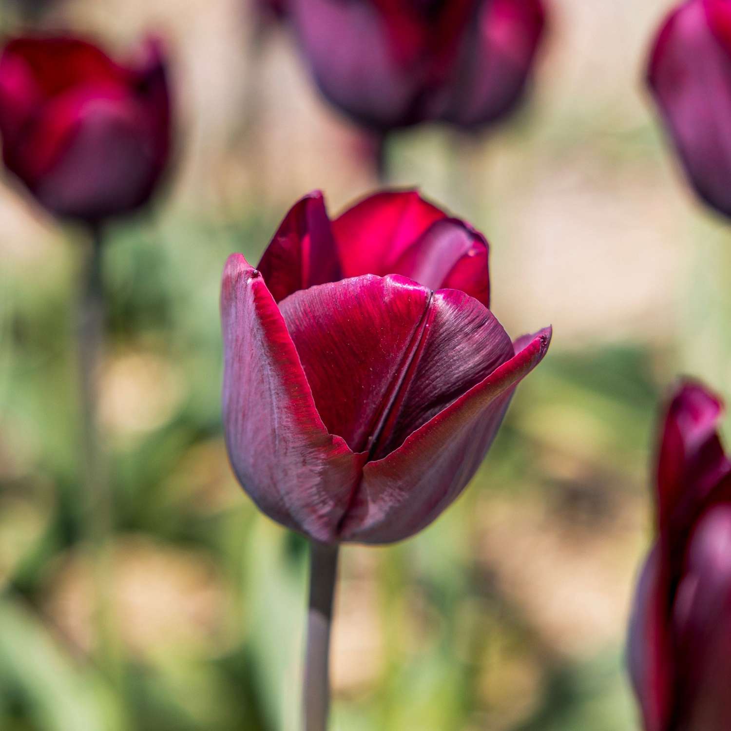 Tulp 'Ronaldo'