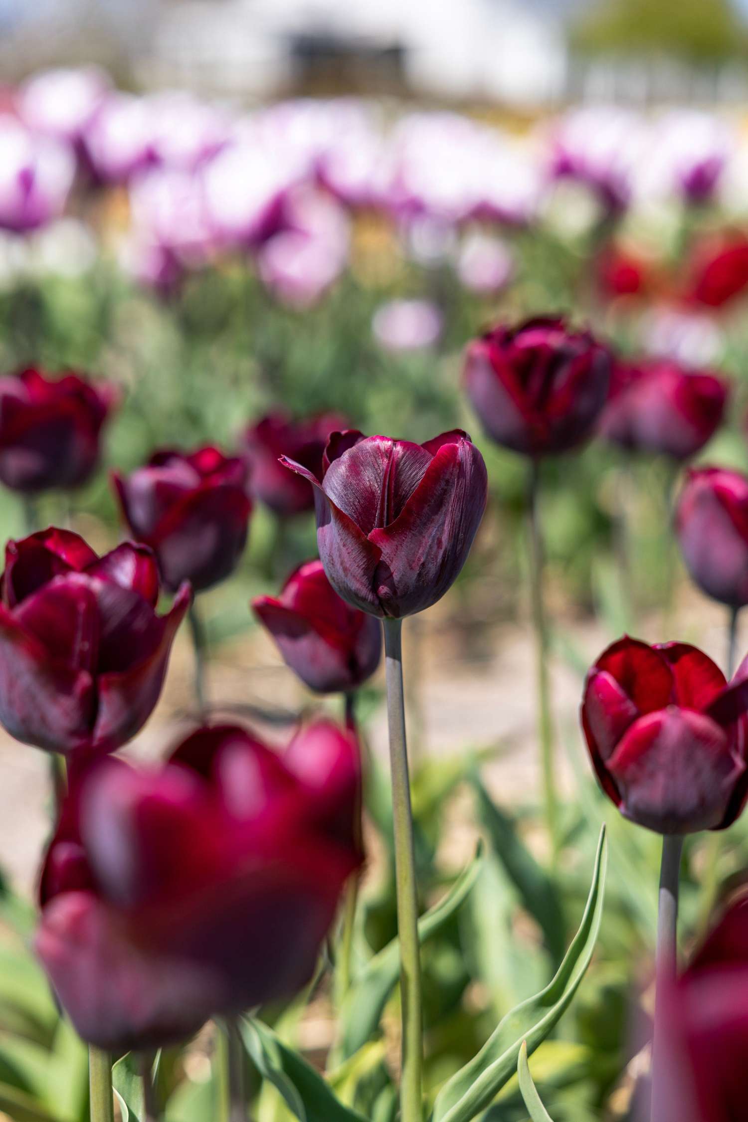 Tulp 'Ronaldo'