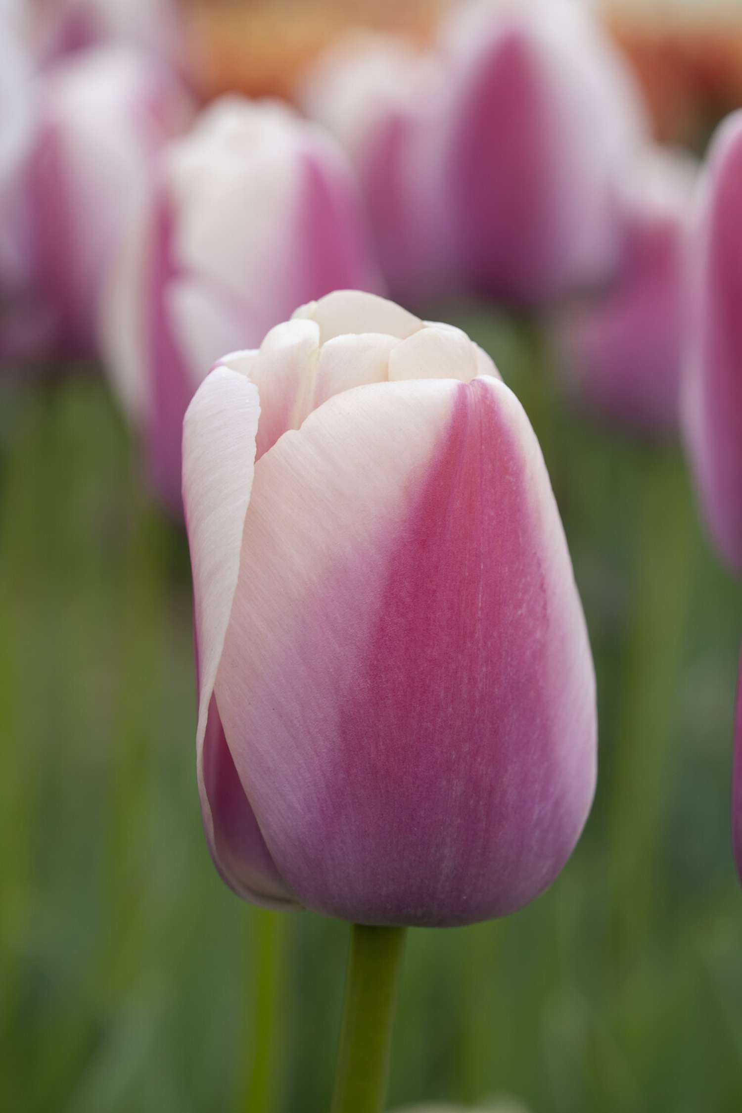Tulp 'Royal Pride'