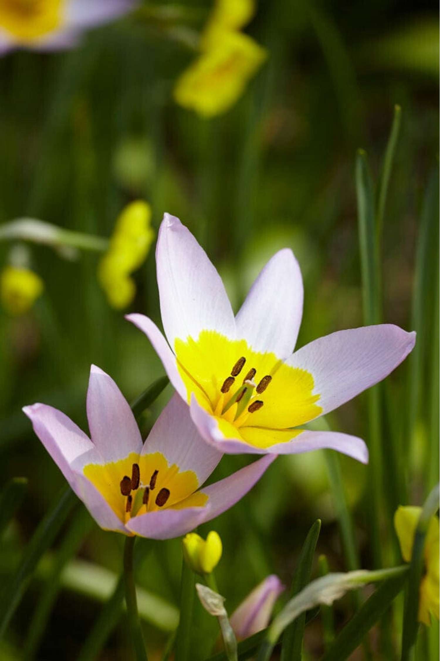 Botanische tulp 'Saxatilis' / 'Lilac Wonder'
