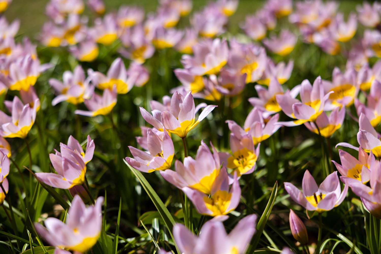 Botanische tulp 'Saxatilis' / 'Lilac Wonder'