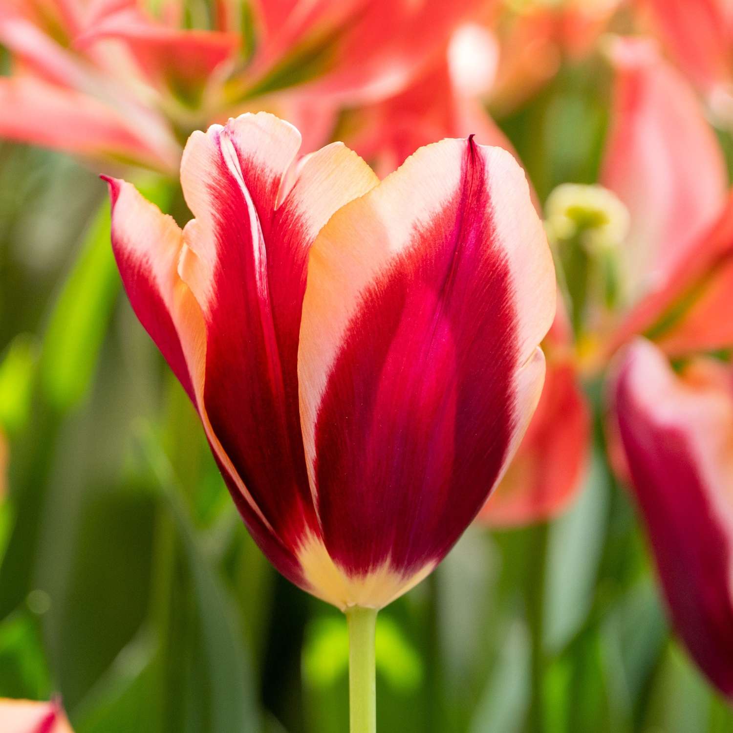 Tulp 'Slawa'