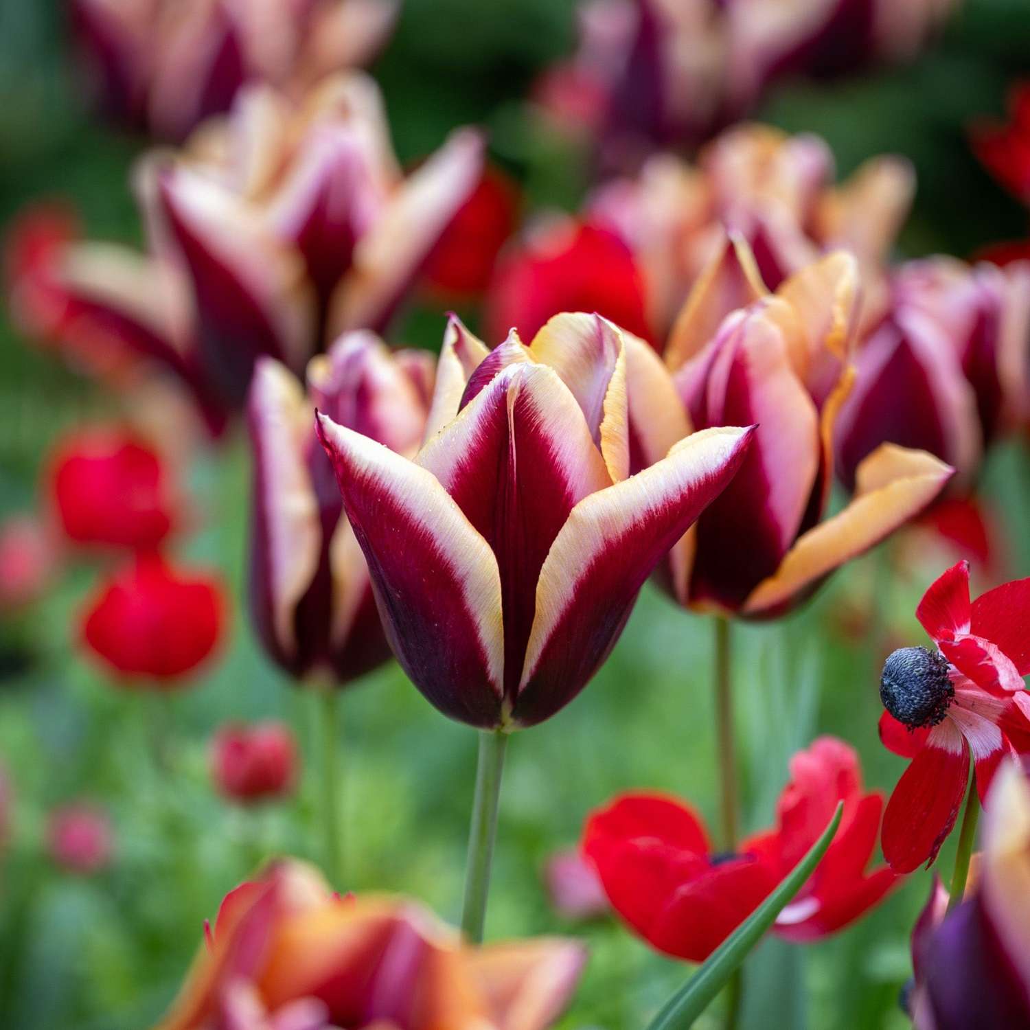 Tulp 'Slawa'