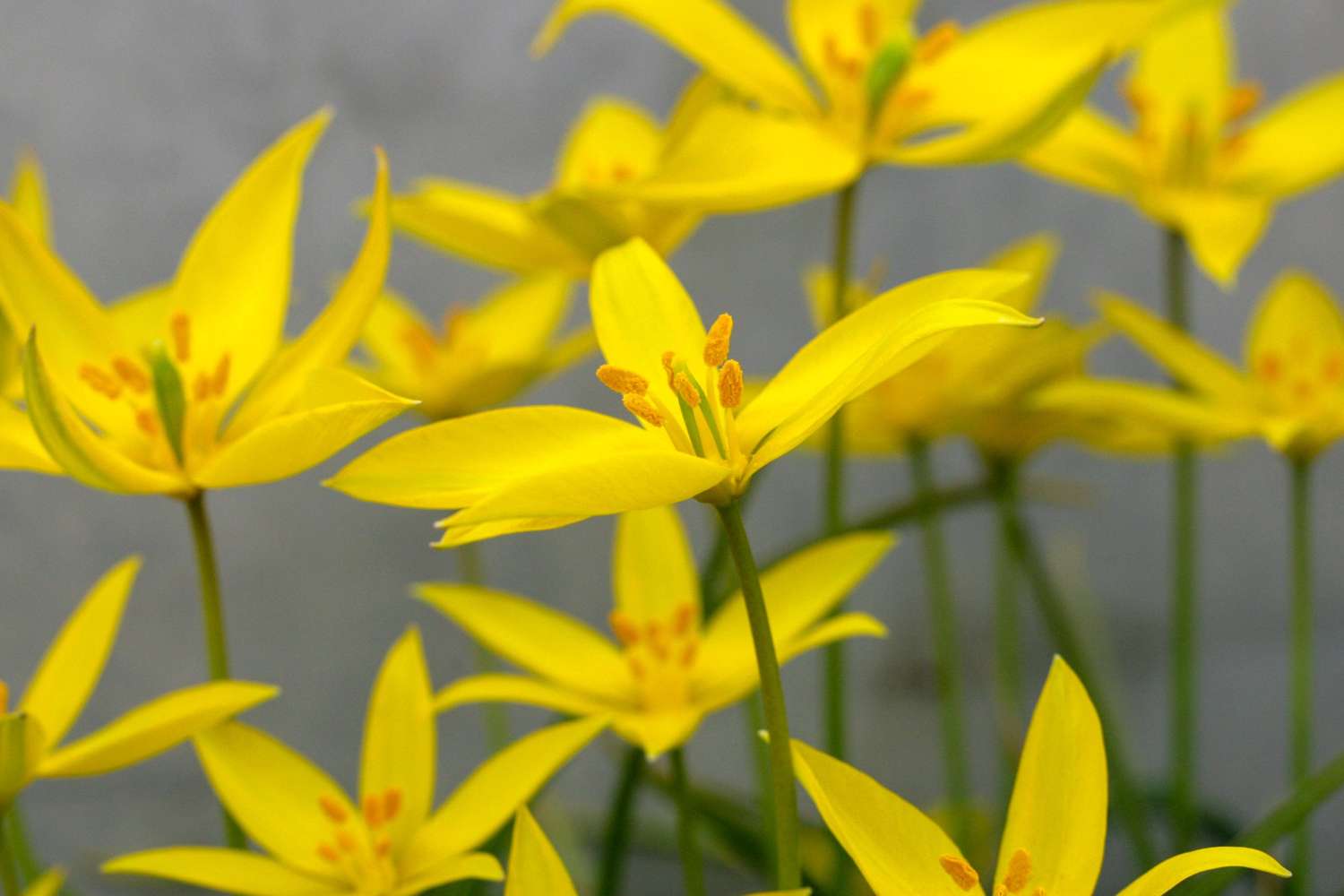 Botanische Tulp 'Sylvestris'