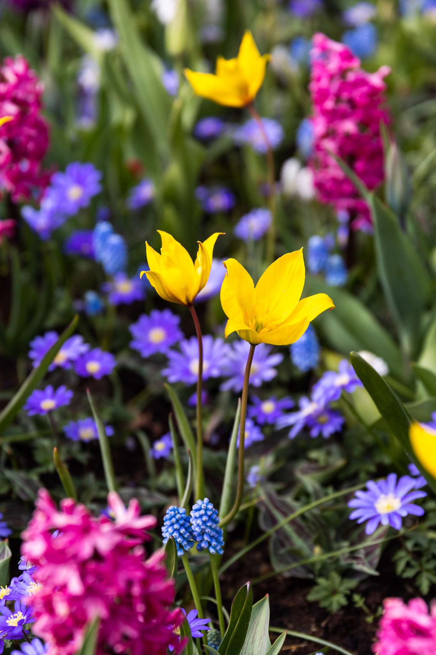 Botanische Tulp 'Sylvestris'
