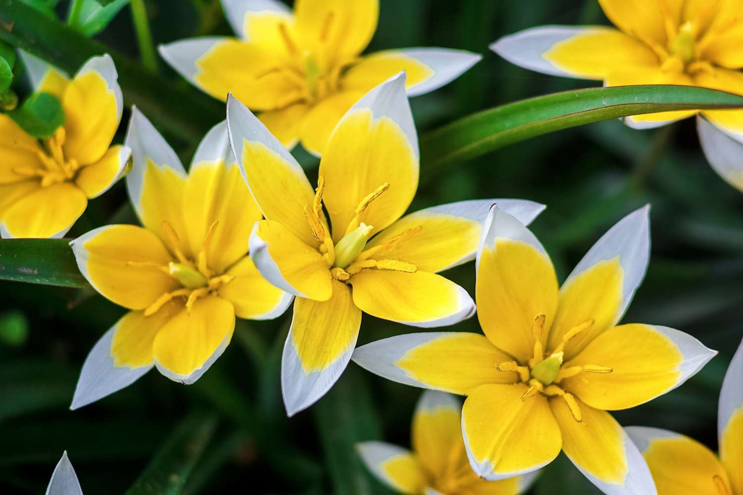 Botanische Tulp 'Tarda'