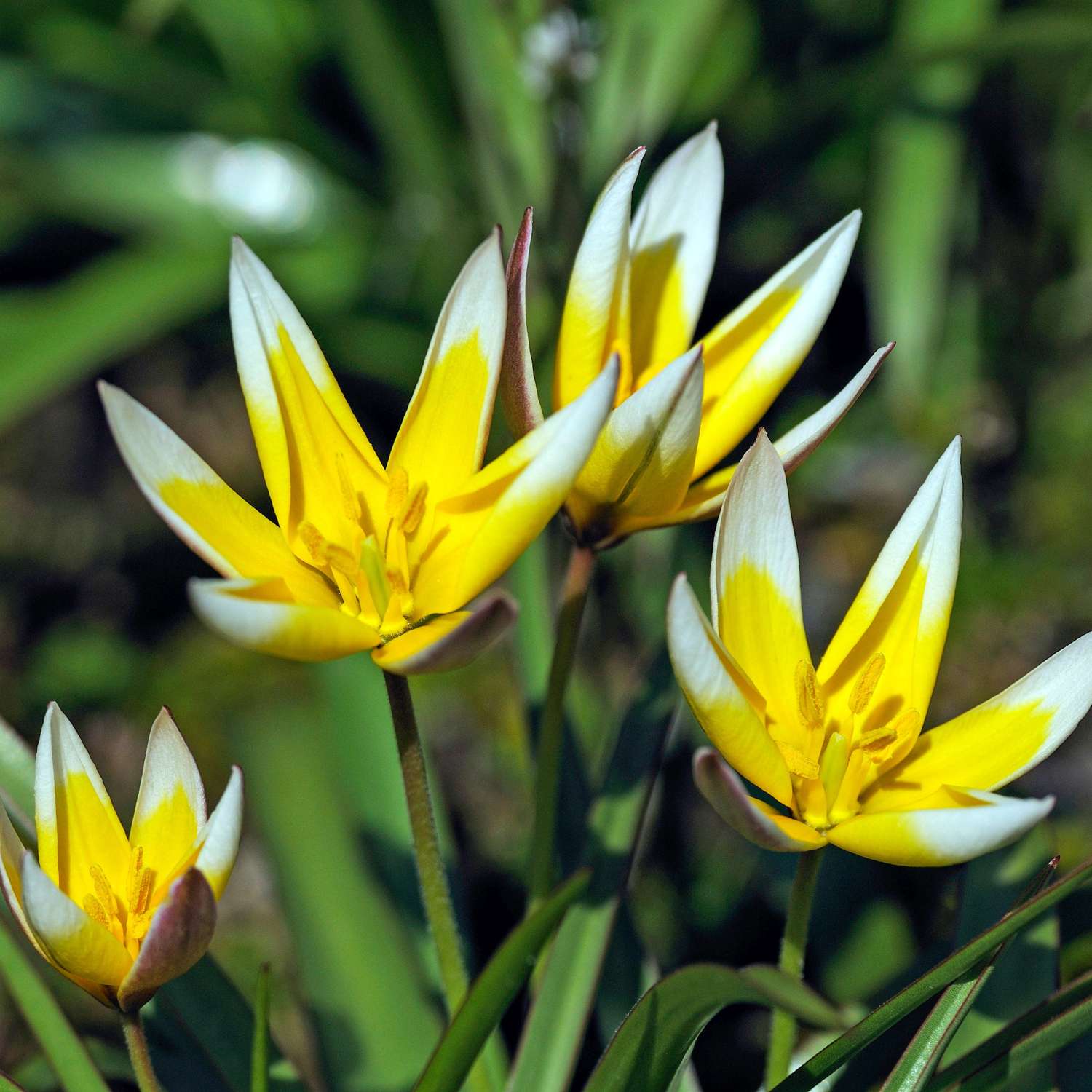 Botanische Tulp 'Tarda'
