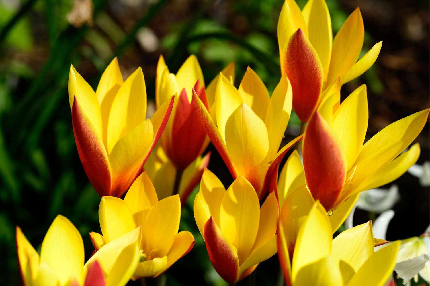 Botanische Tulp 'Tubergens Gem'