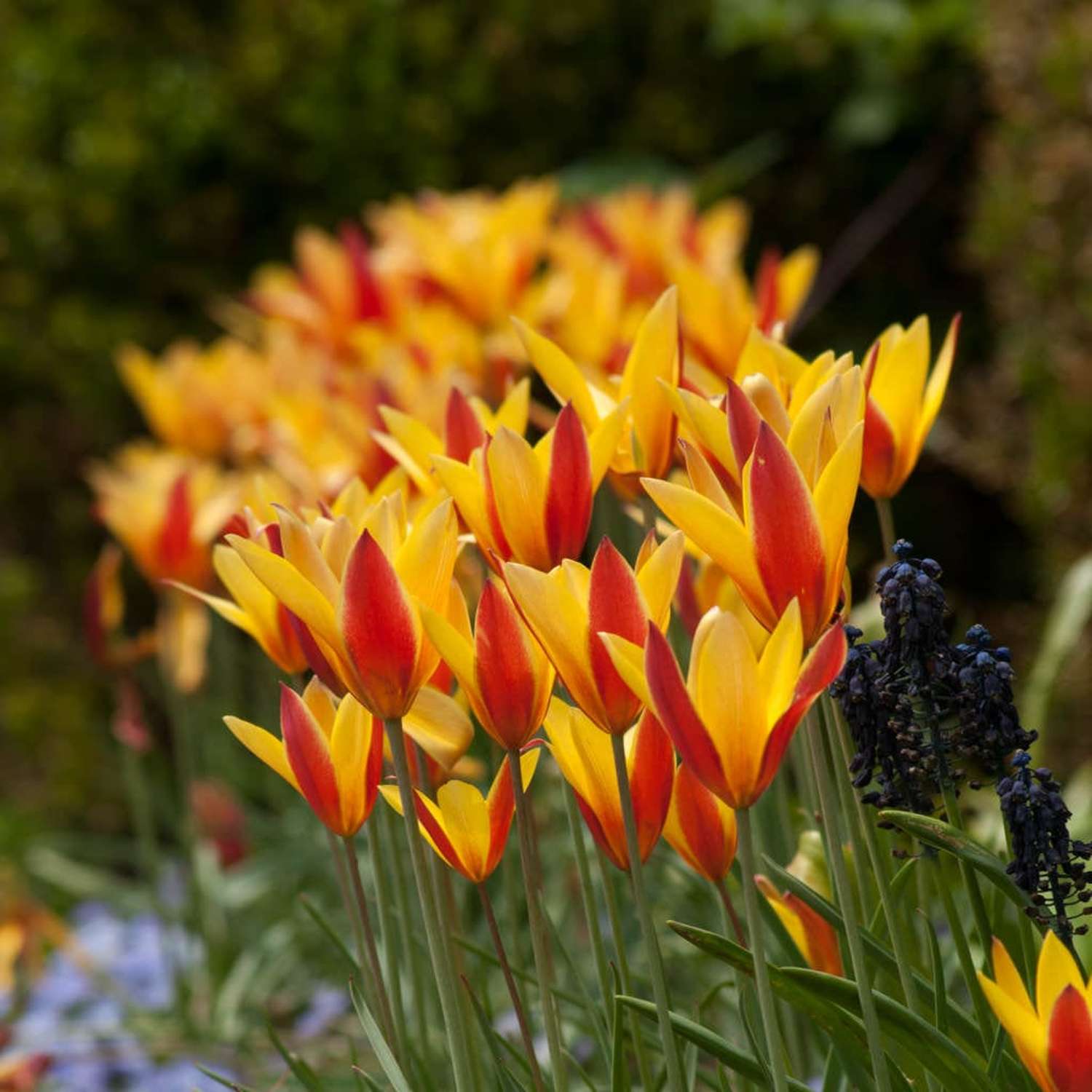 Botanische Tulp 'Tubergens Gem'