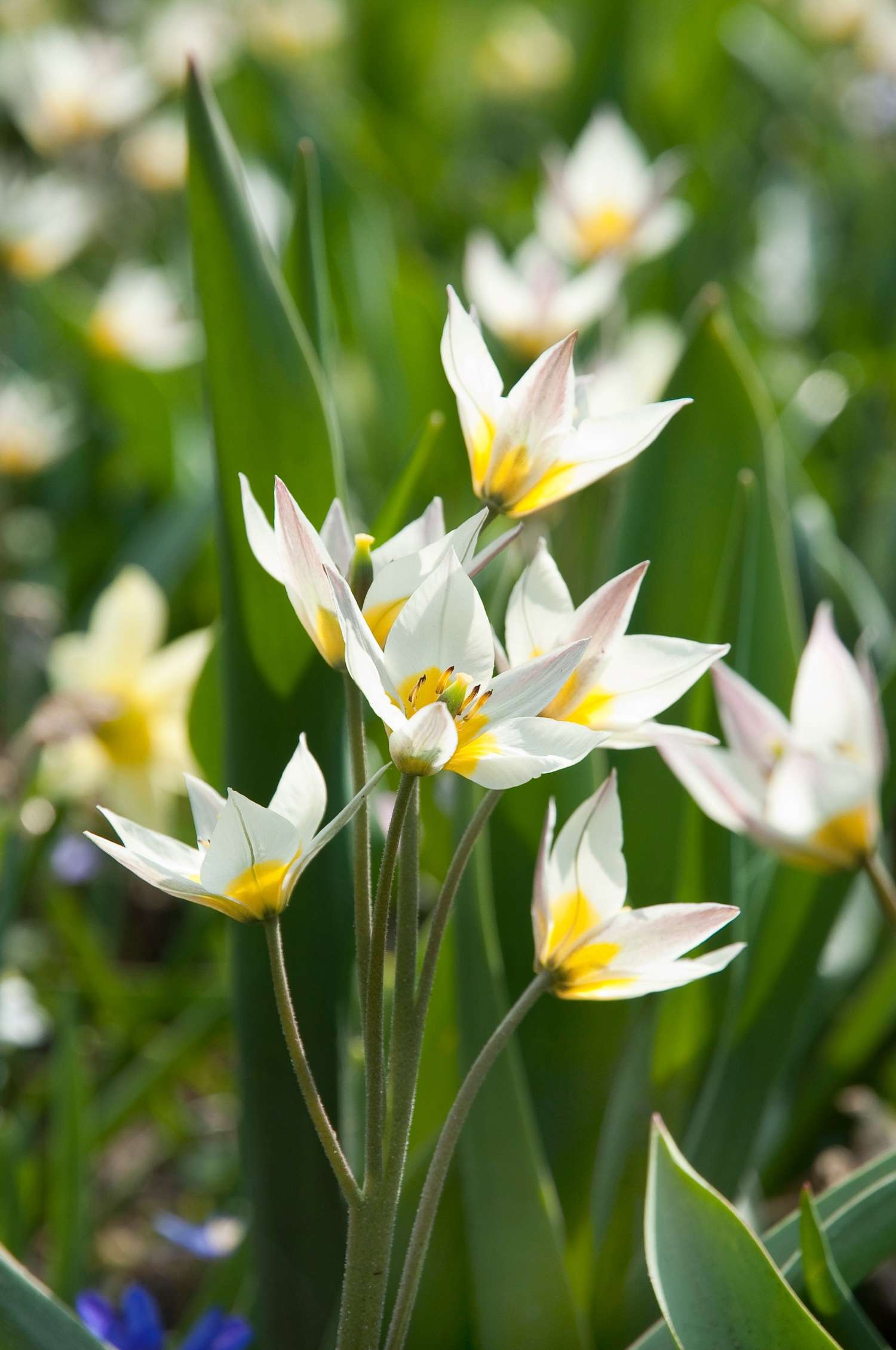 Botanische Tulp 'Turkestanica'