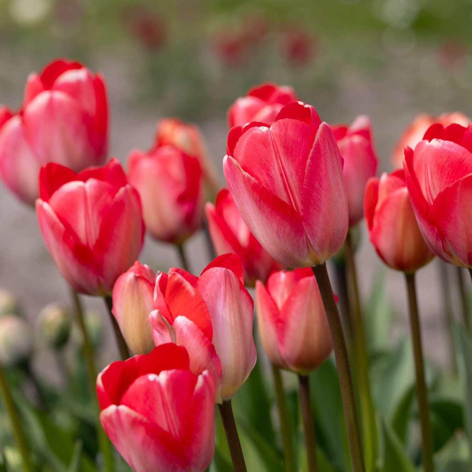 Tulp 'Van Eijk'