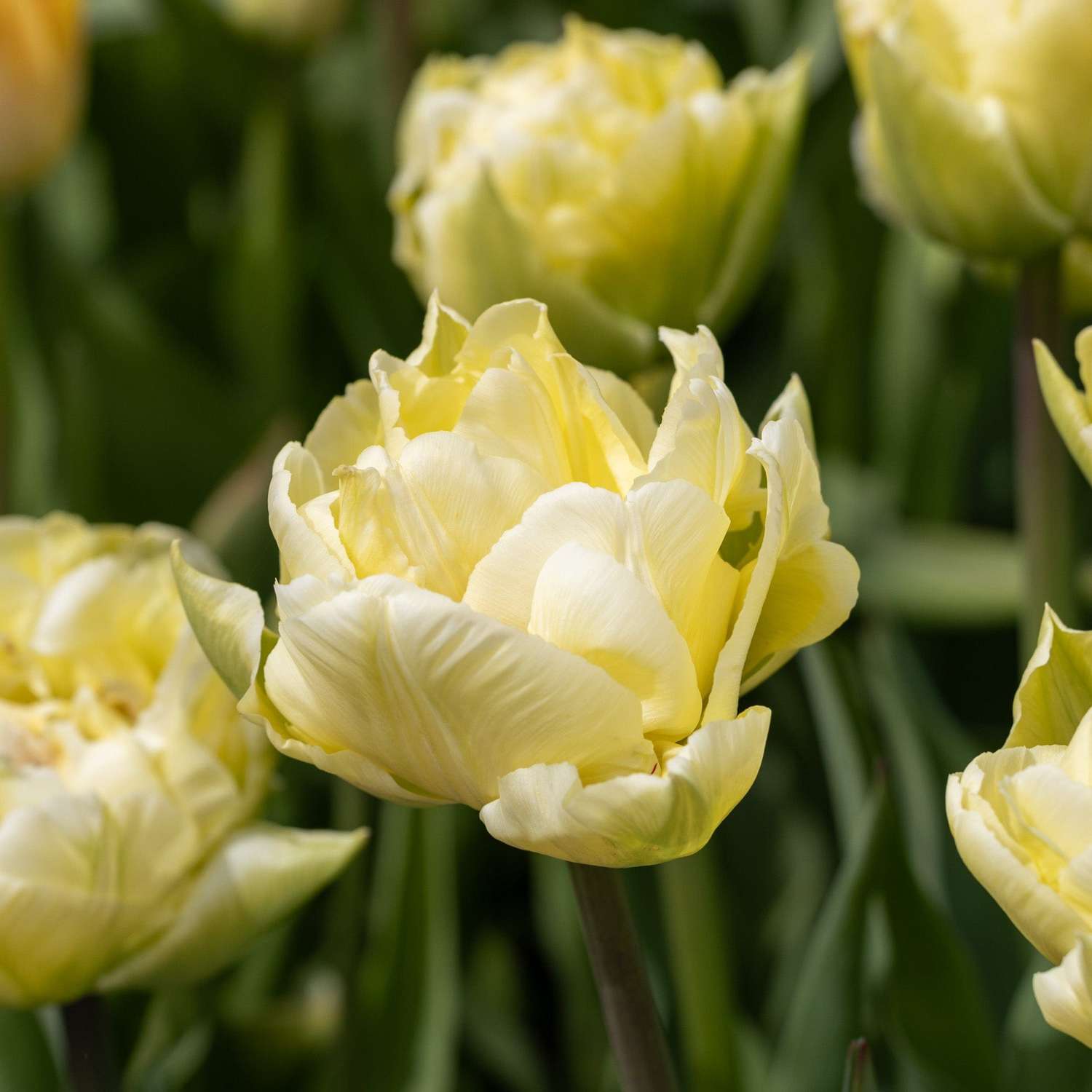Tulp 'Verona'
